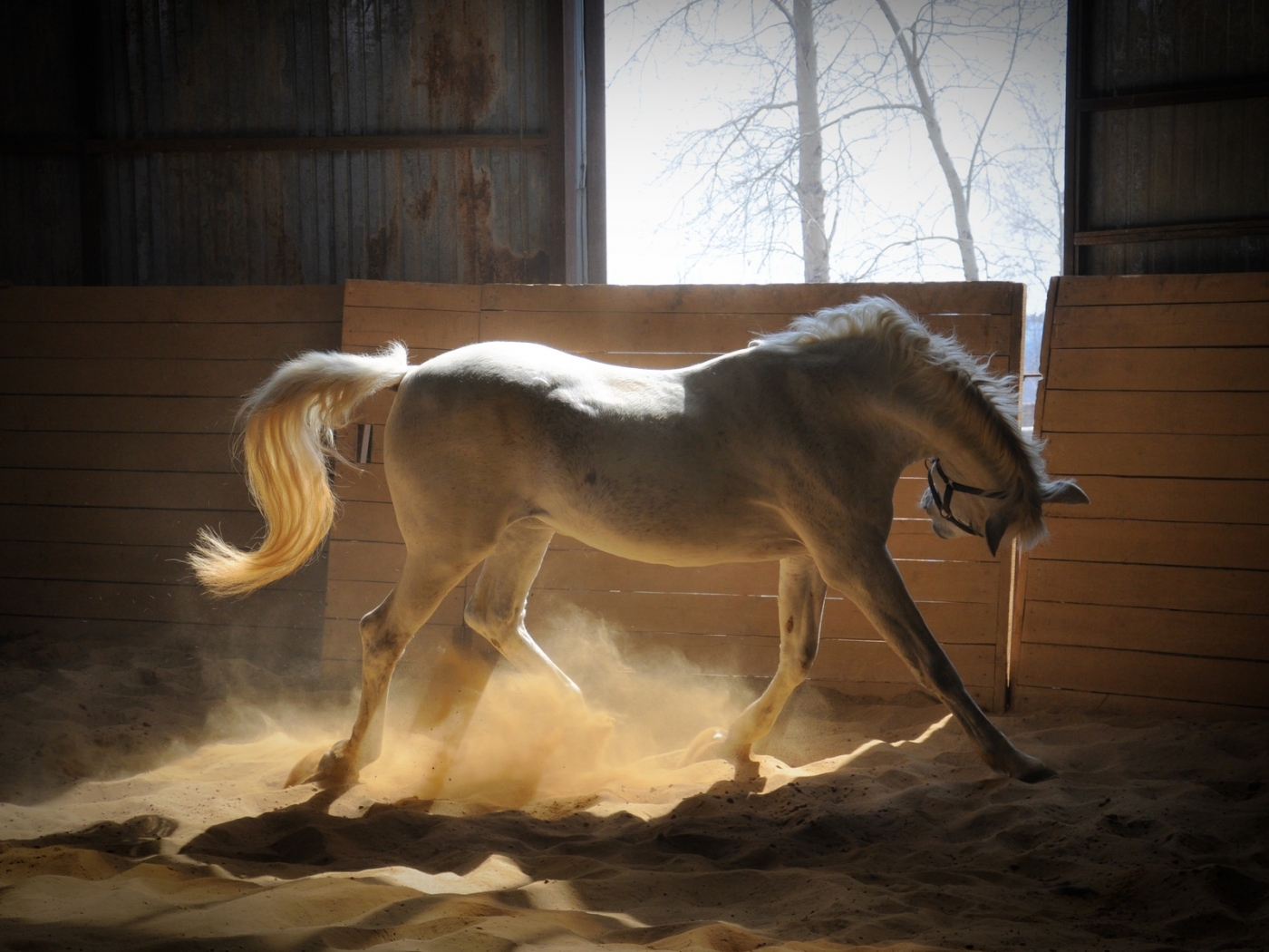 horses, animals 4K, Ultra HD