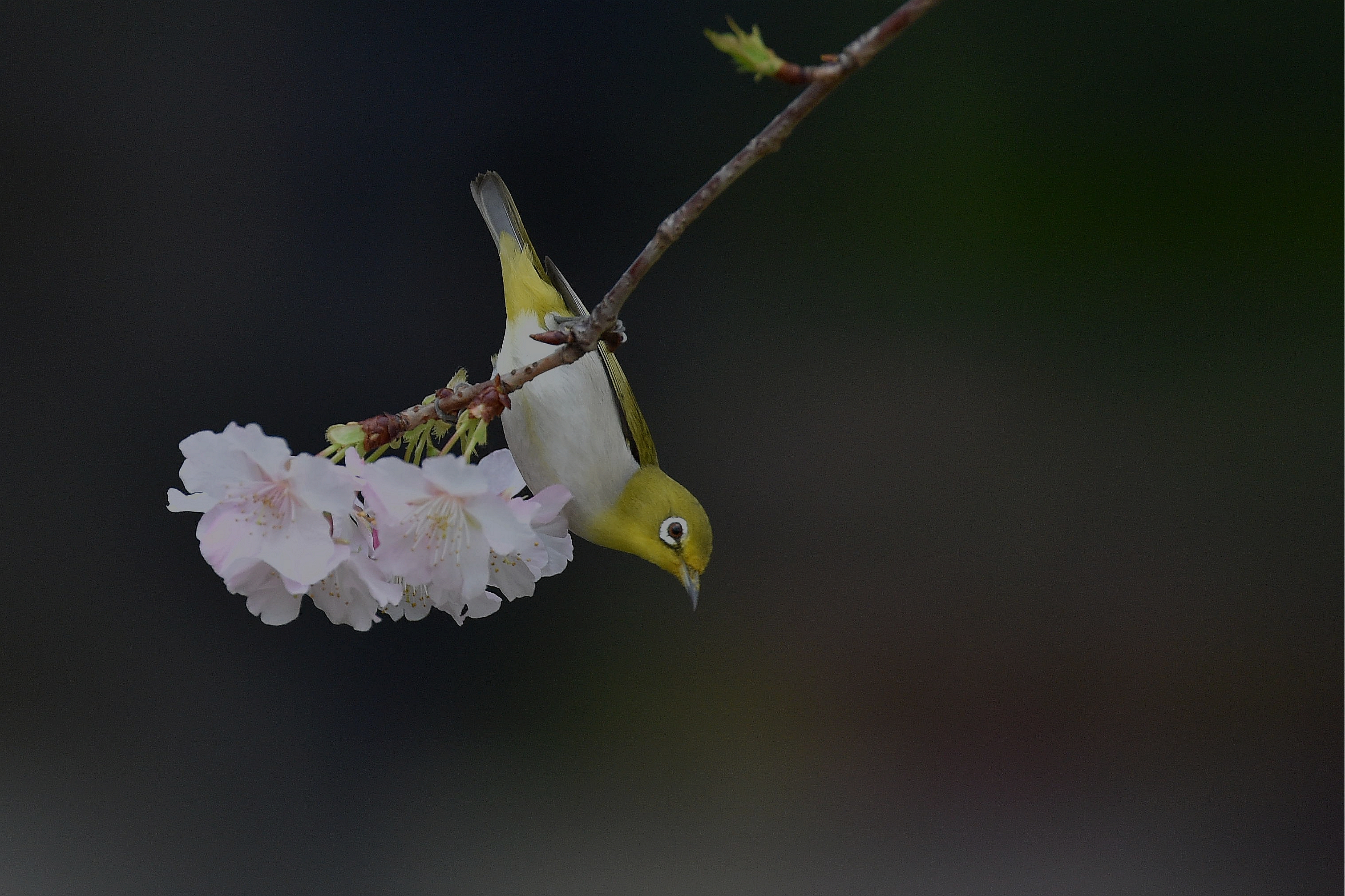 356472 免費下載壁紙 动物, 暗绿绣眼鸟, 鸟, 日本, 雀形目, 樱花盛开, 春季, 鸟类 屏保和圖片