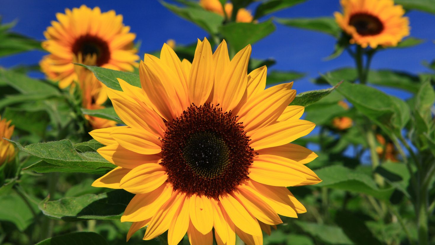 Helianthus annuus