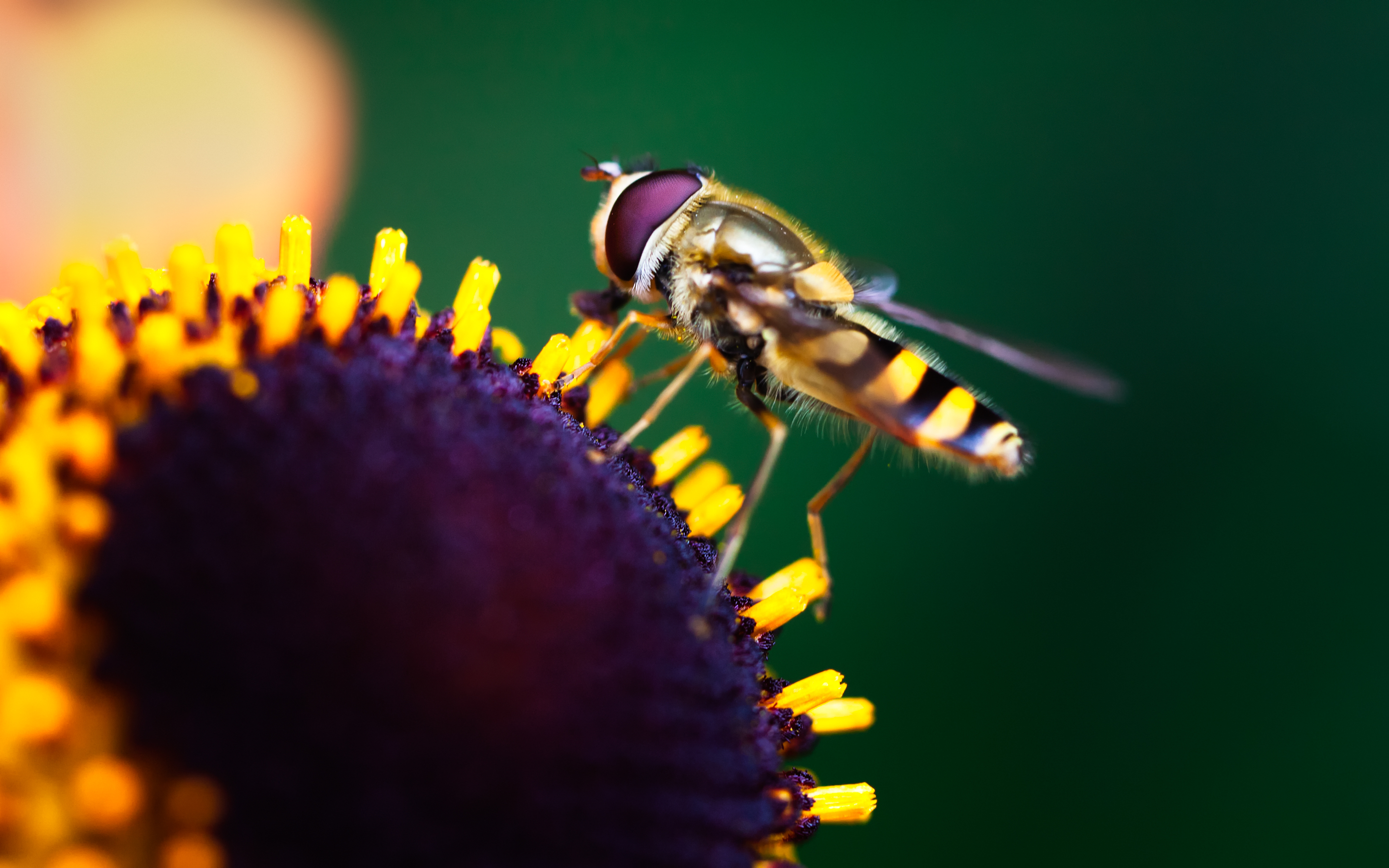 233939 descargar fondo de pantalla insectos, animales, abeja: protectores de pantalla e imágenes gratis