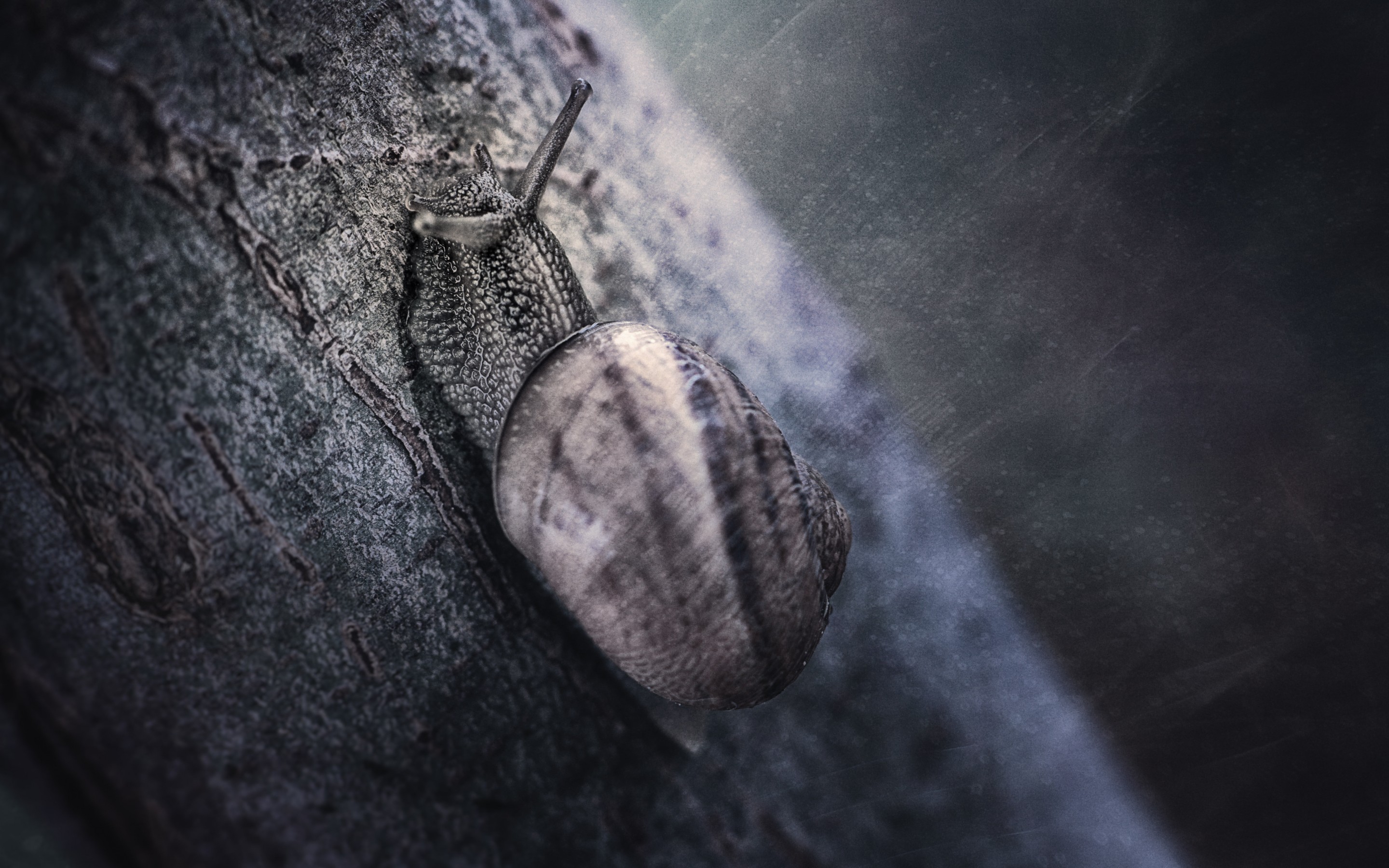 animal, snail High Definition image