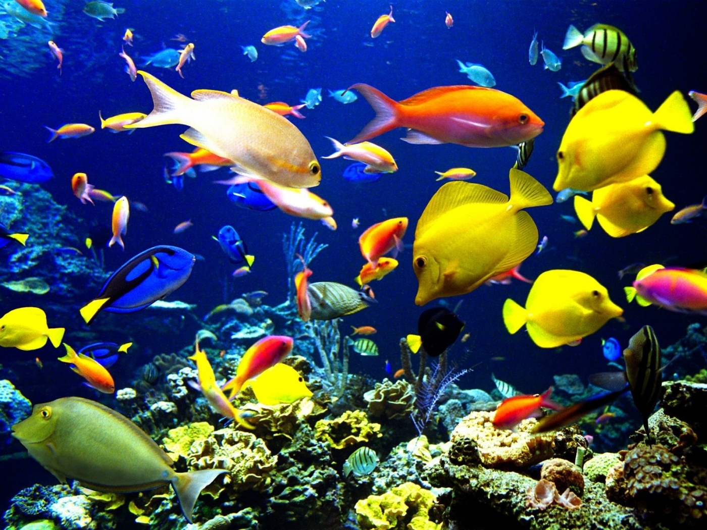 31411 télécharger le fond d'écran aquariums, poissons, animaux - économiseurs d'écran et images gratuitement