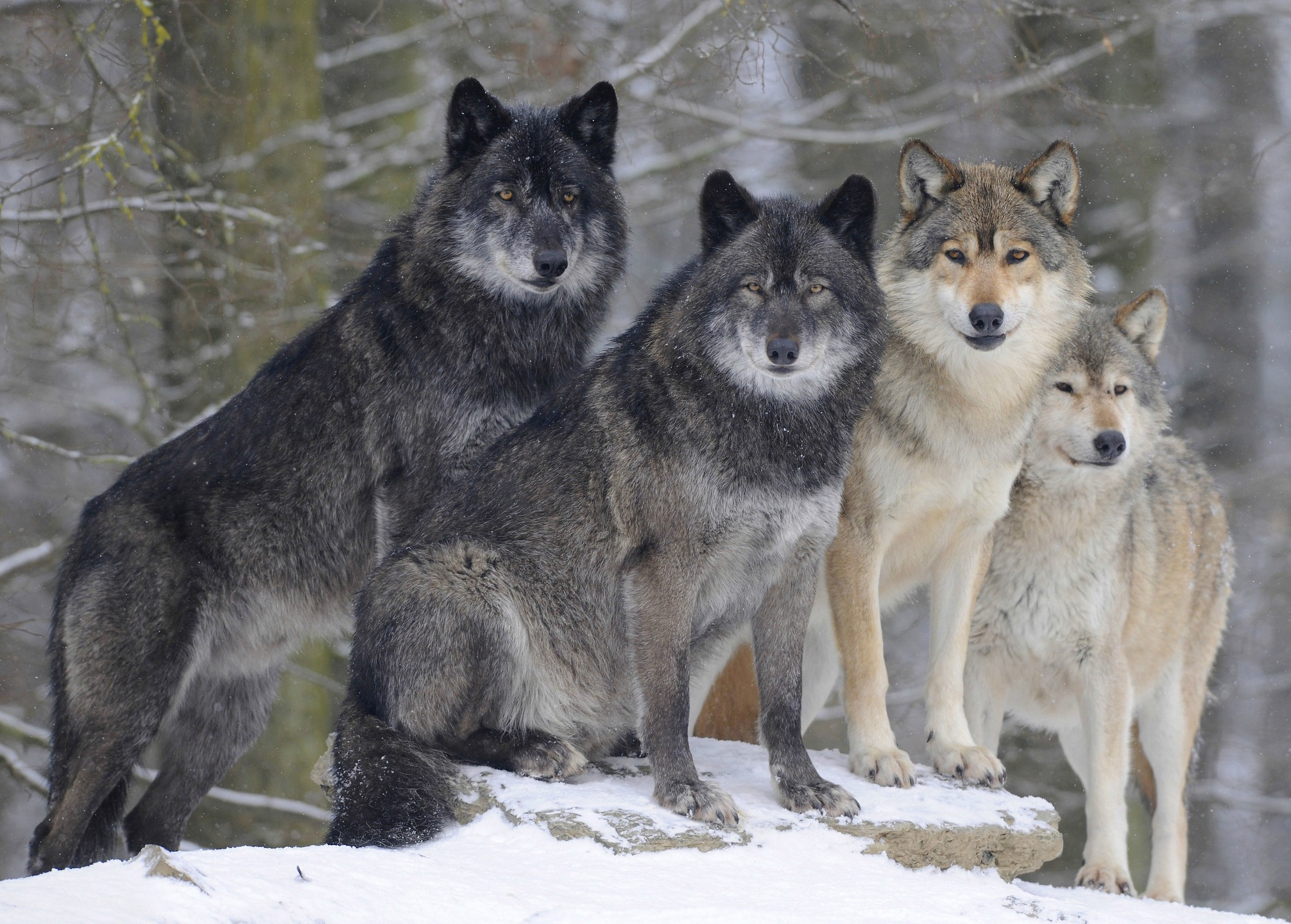 animal, gray wolf, winter, wolves
