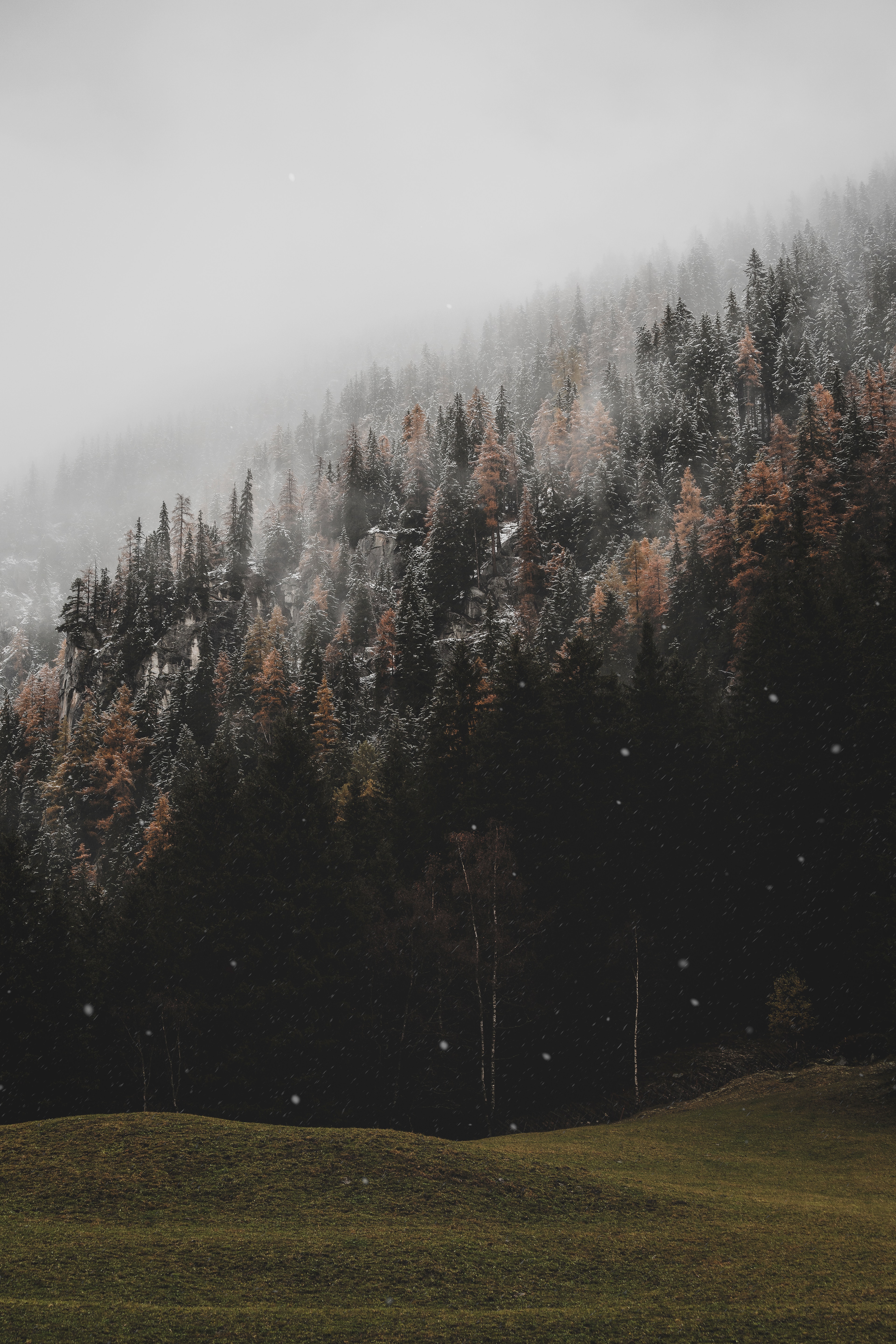 Download mobile wallpaper Slope, Snow, Coniferous, Trees, Nature, Snowfall, Forest for free.