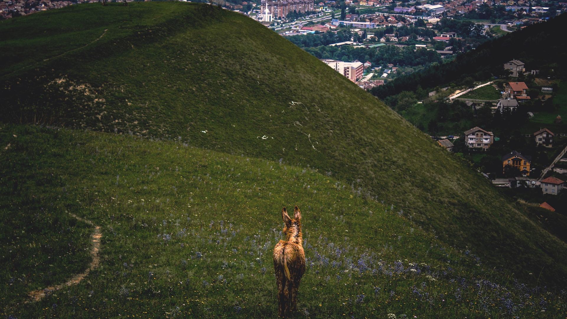donkey, animal, grass, hill 4K