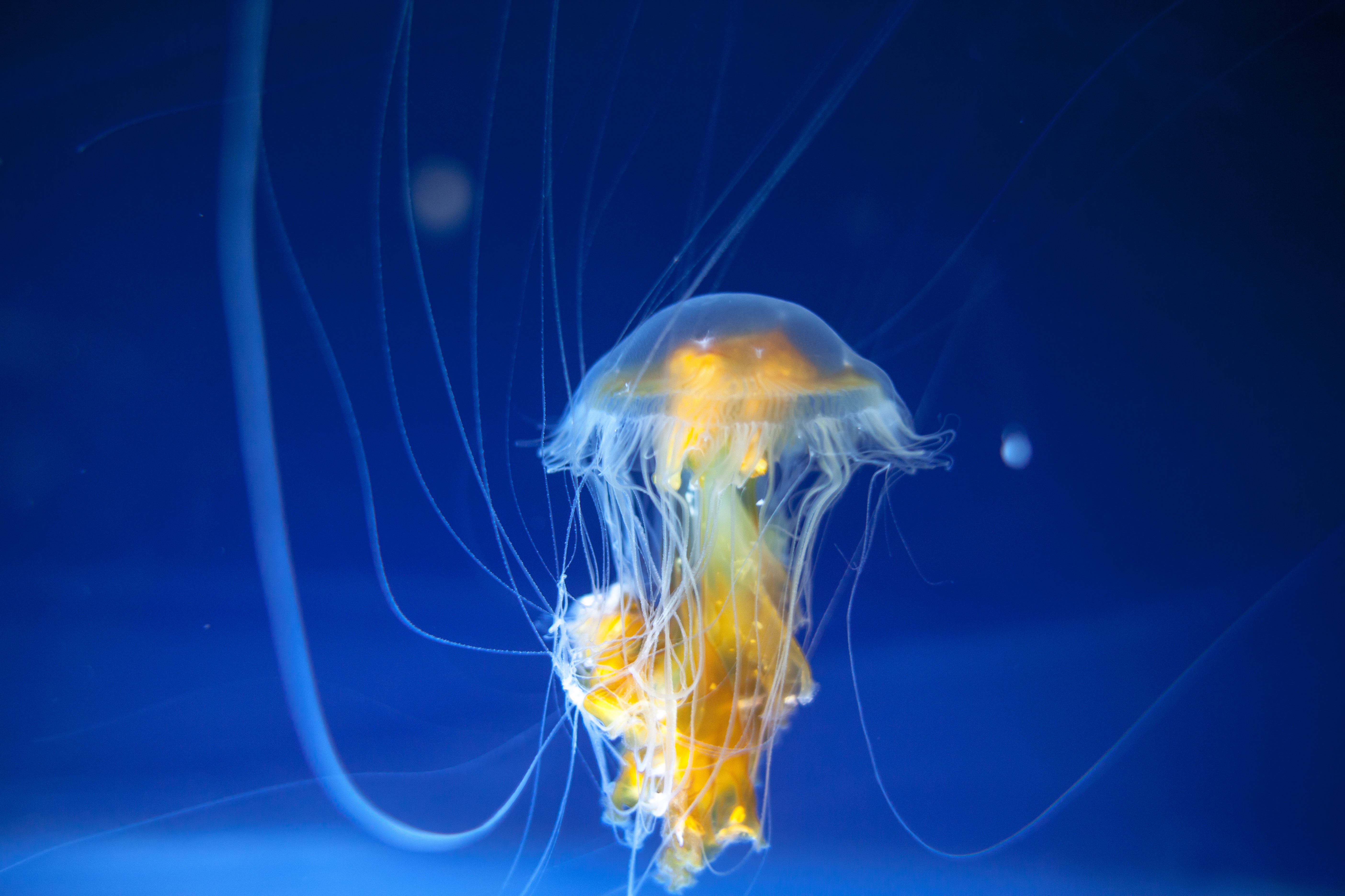 155775 скачать обои подводный мир, океан, медуза, аквариум, животные, щупальца - заставки и картинки бесплатно