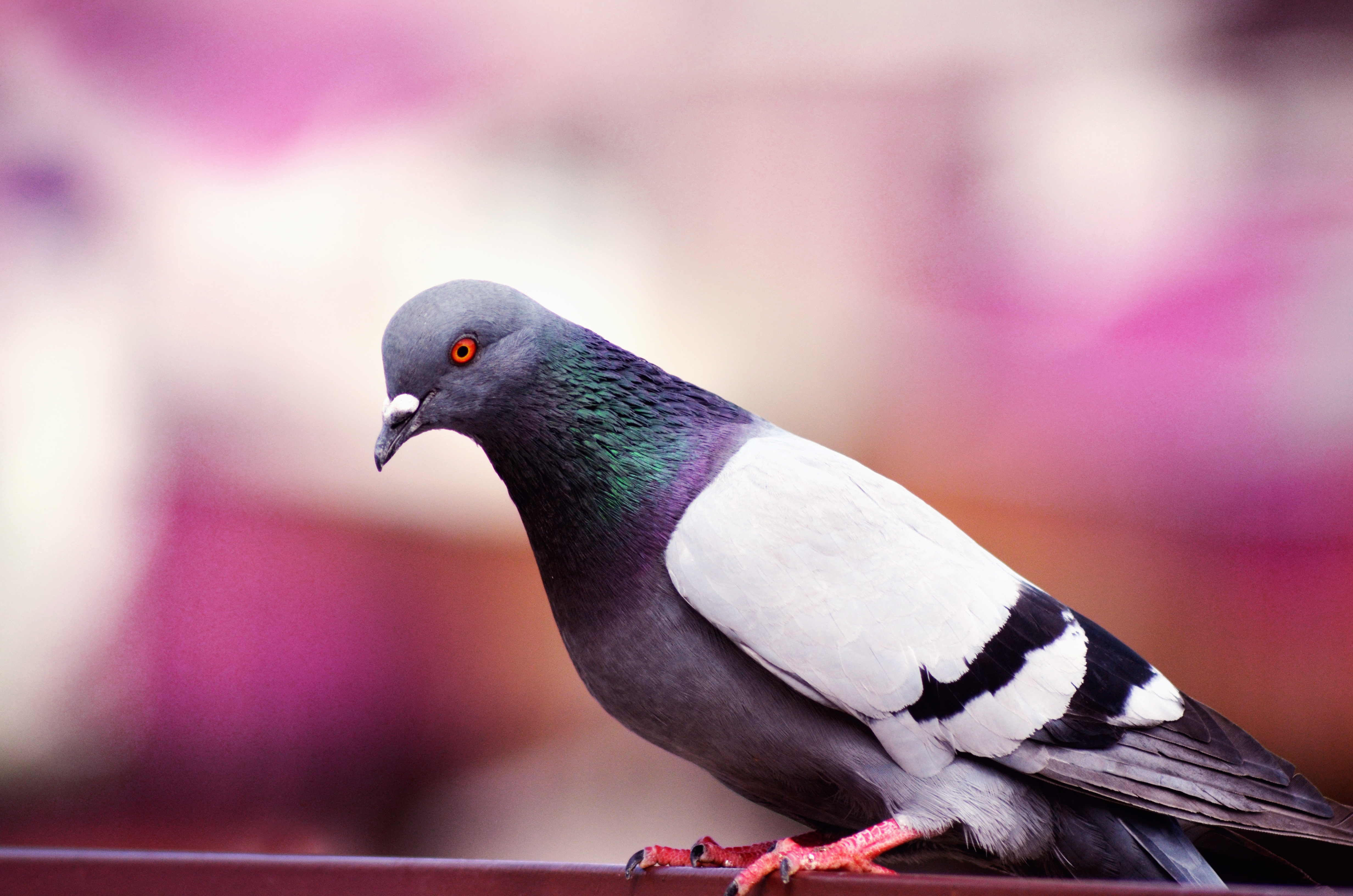 Laden Sie das Taube, Vogel, Farbe, Tiere-Bild kostenlos auf Ihren PC-Desktop herunter
