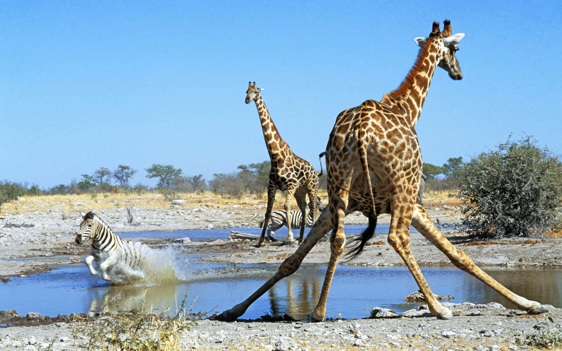 713547 скачать обои животные, жирафа, саванна, зебра - заставки и картинки бесплатно