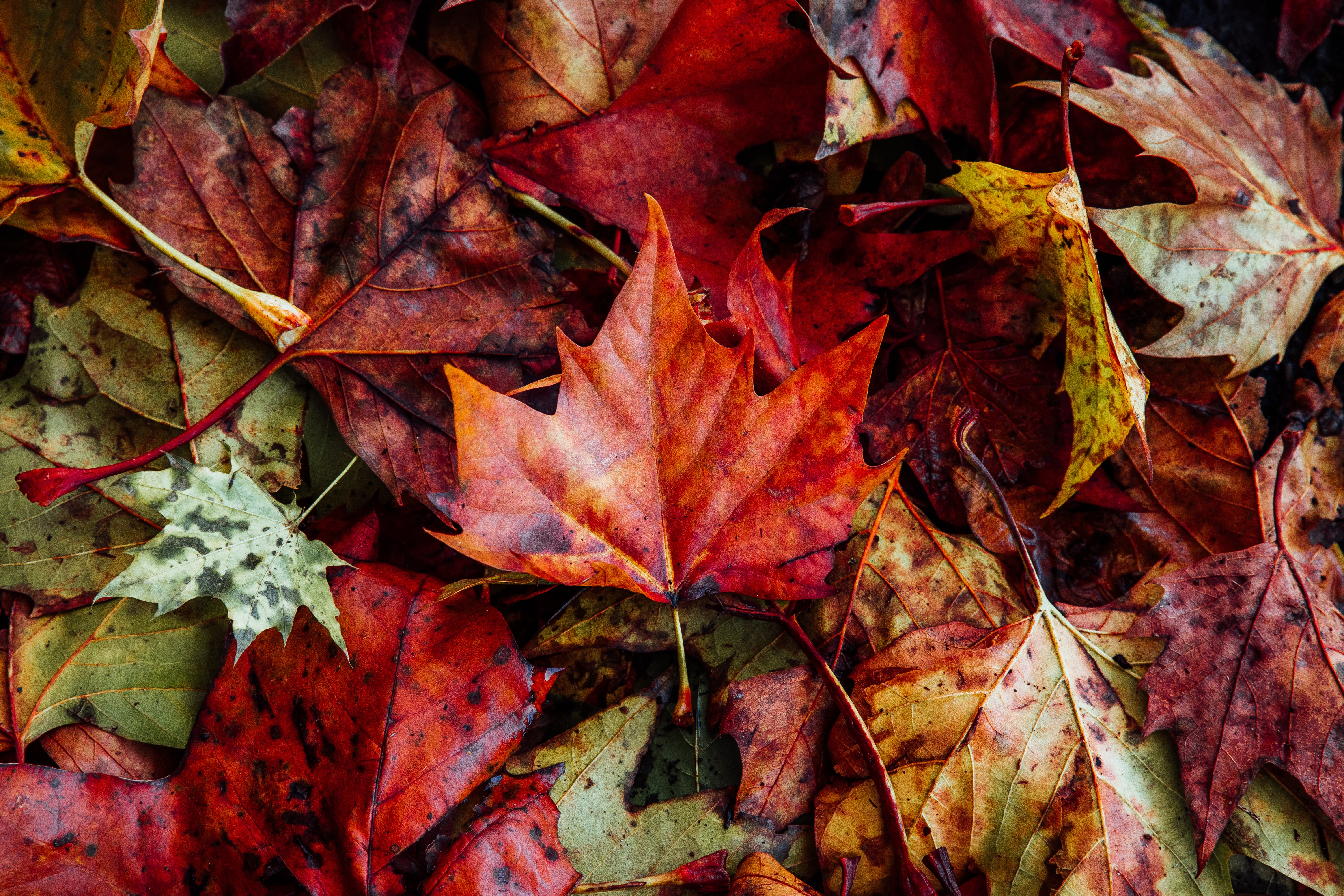 67017 скачать картинку природа, осень, листья, сухой, опавший - обои и заставки бесплатно