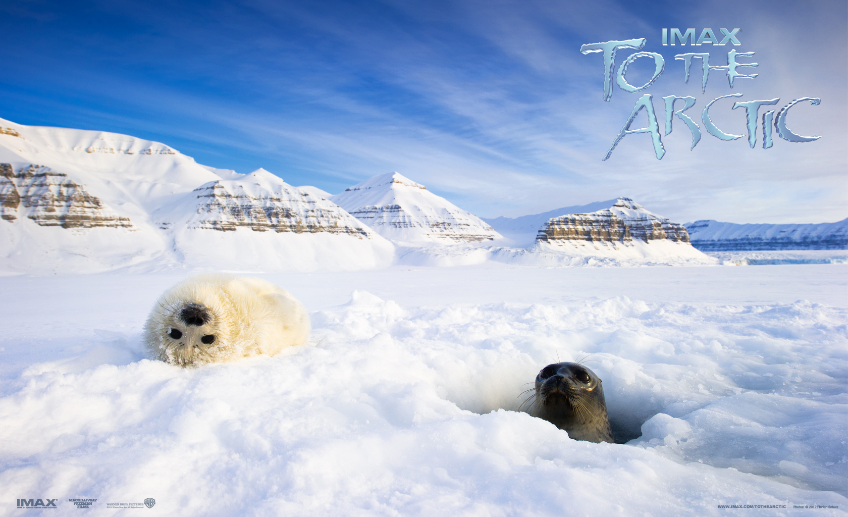 antarctica, movie, to the arctic, arctic, ice, mountain, seal, snow