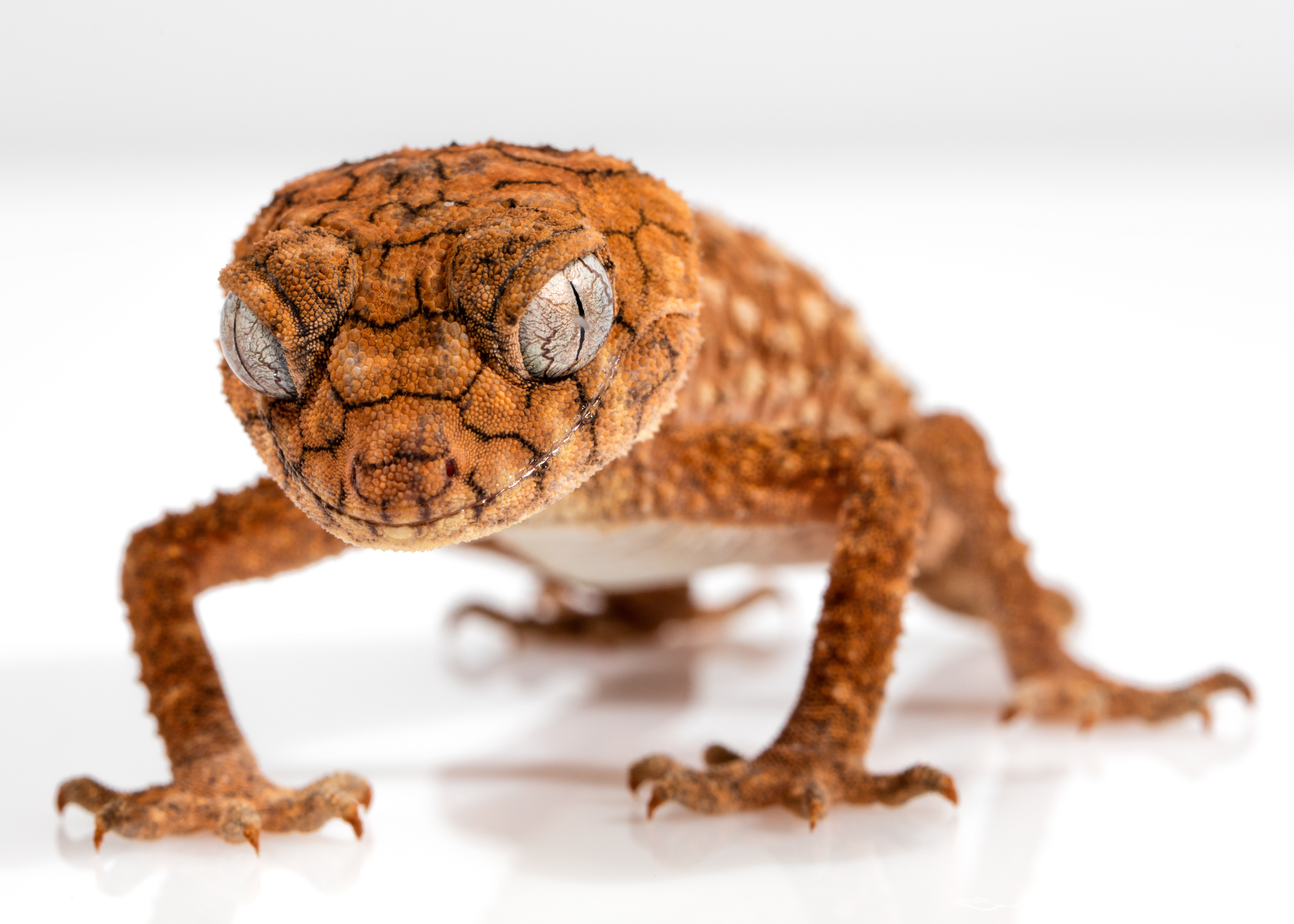 Download mobile wallpaper Close Up, Animal, Lizard, Head, Reptiles, Eye, Gecko for free.