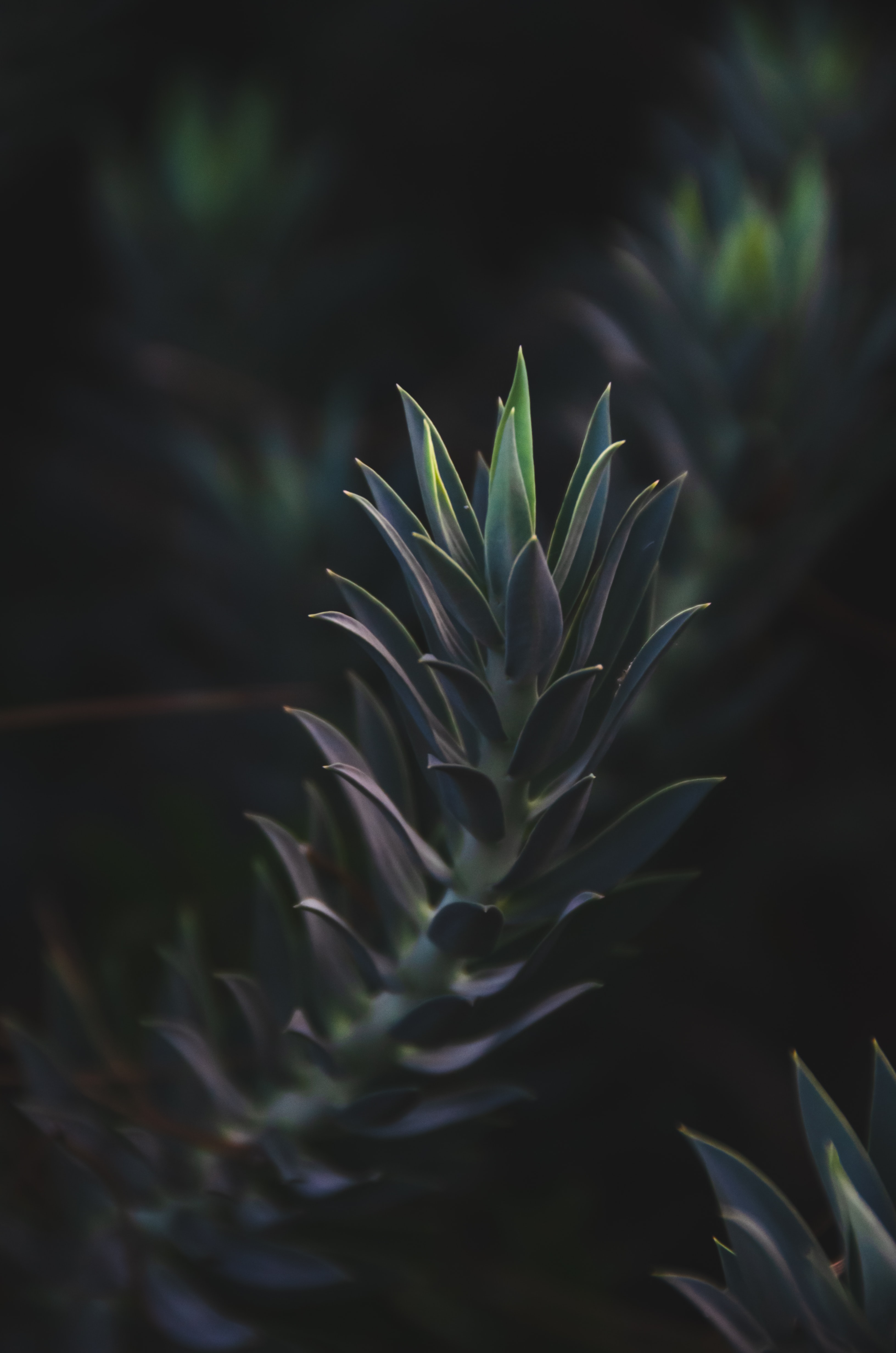 Laden Sie das Natur, Blätter, Zweig, Saftig, Ast, Saftigen, Pflanze-Bild kostenlos auf Ihren PC-Desktop herunter