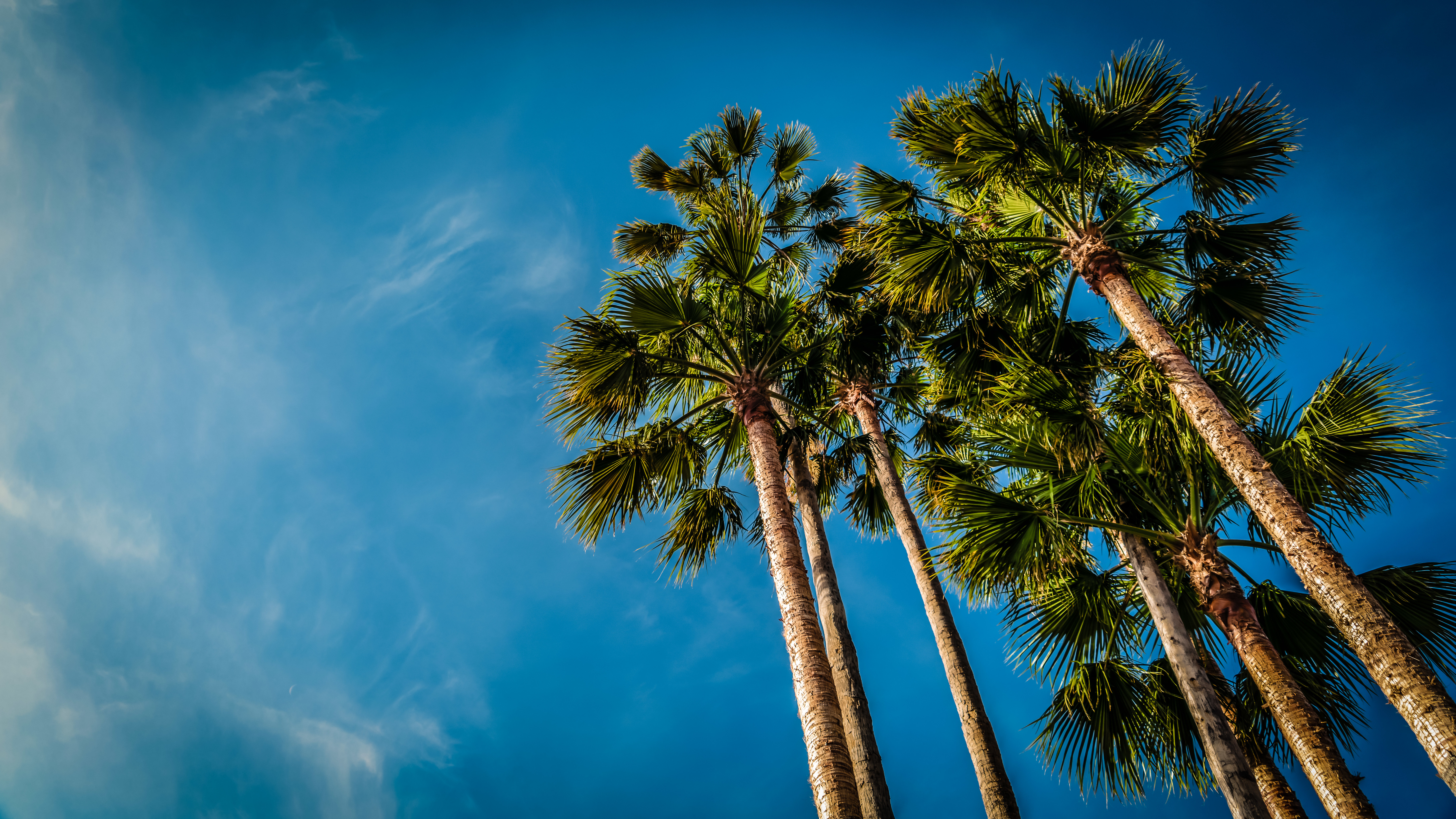 palm, nature, beach, sky, bottom view wallpapers for tablet