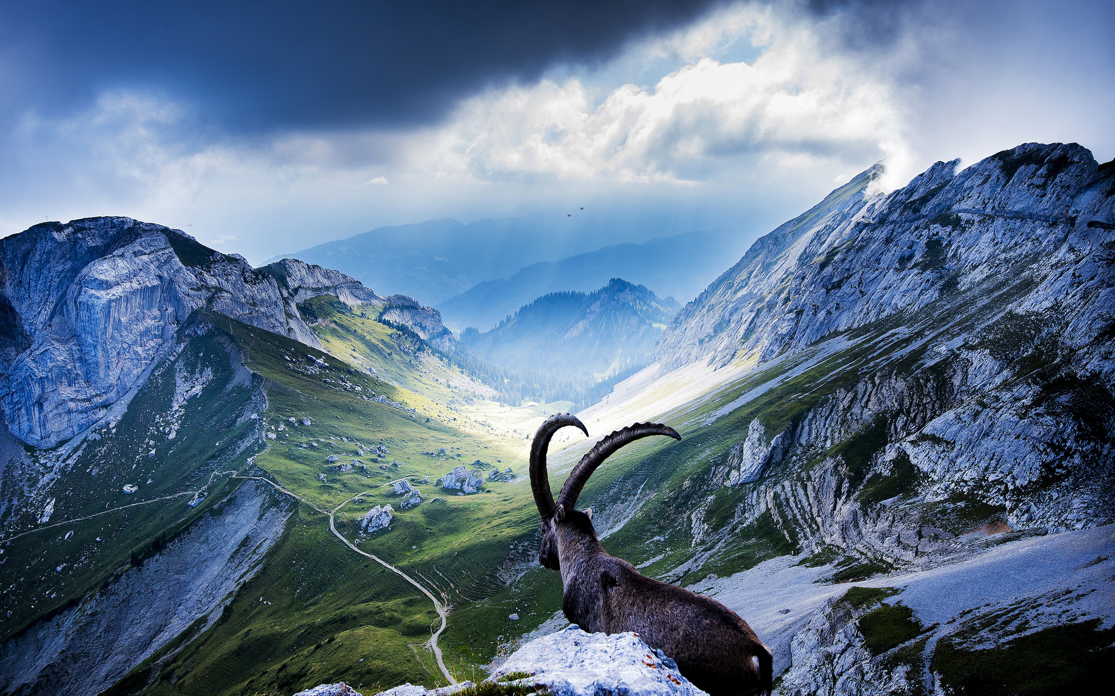 Виндовс 10 зверь. Козлик Альпы Швейцарии. Пейзаж с горными козлами. Живая природа. В горах.