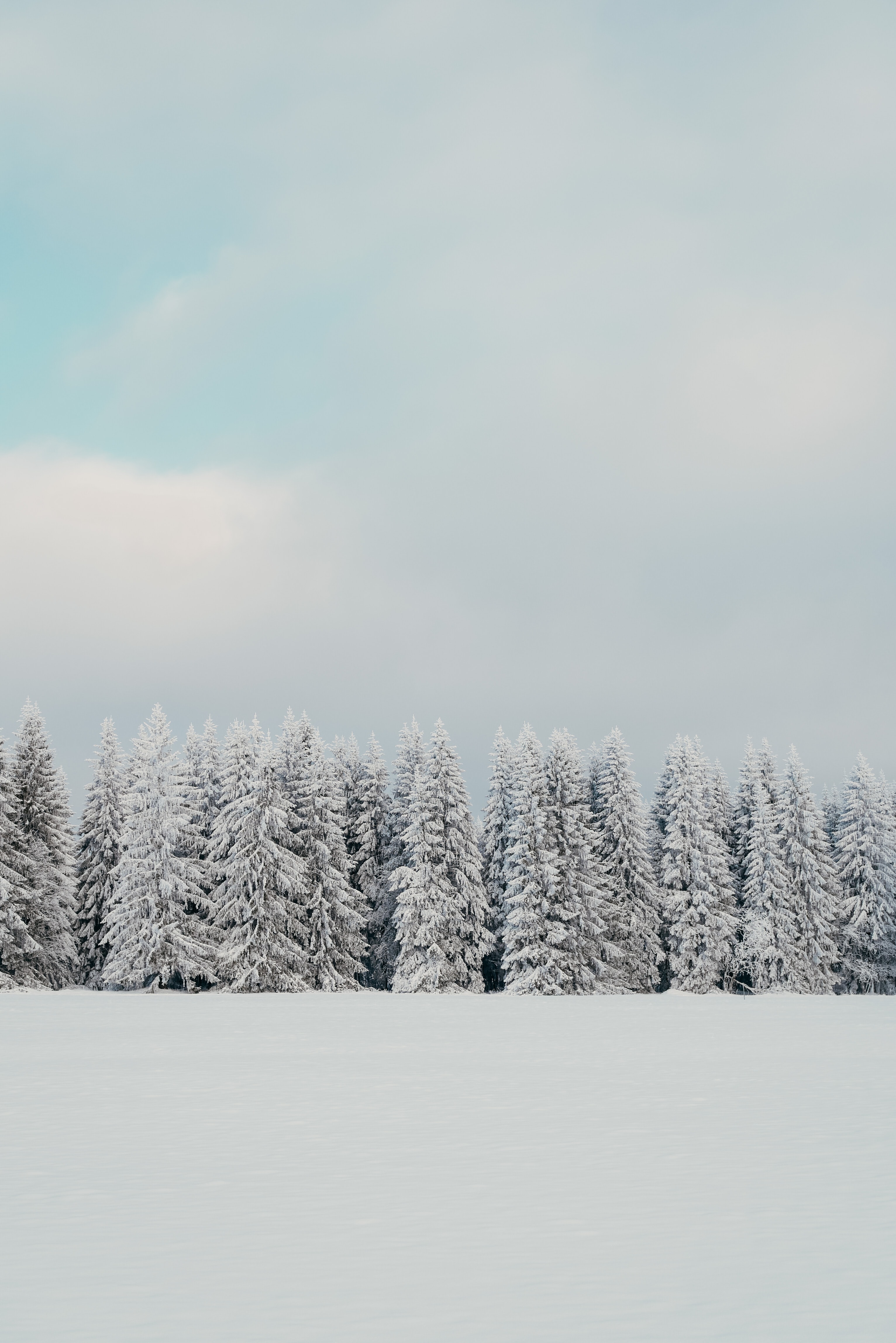 Full HD winter, nature, trees, snow, fir trees, white