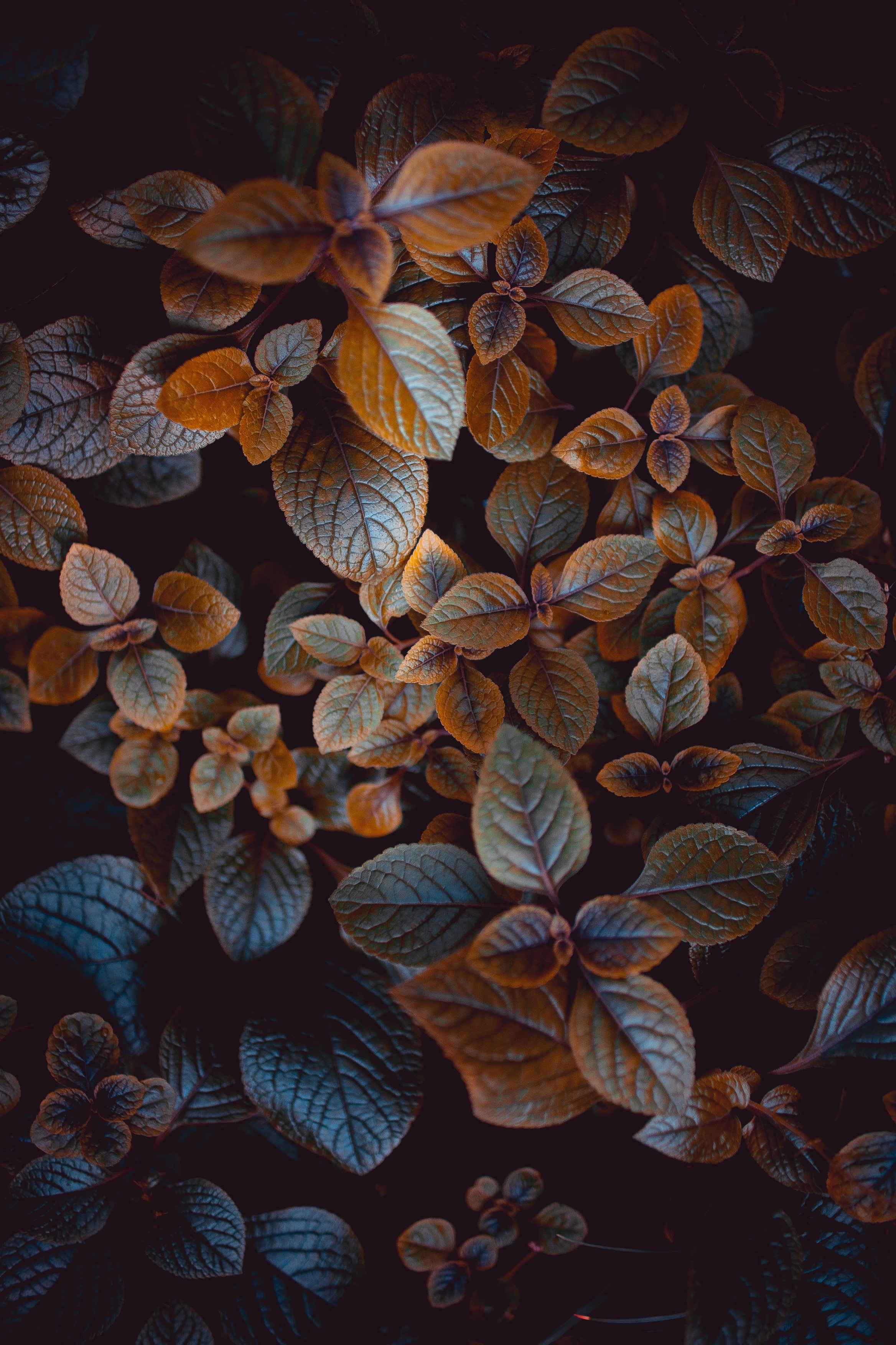 blur, smooth, plant, carved, leaves, nature, bush, macro 8K