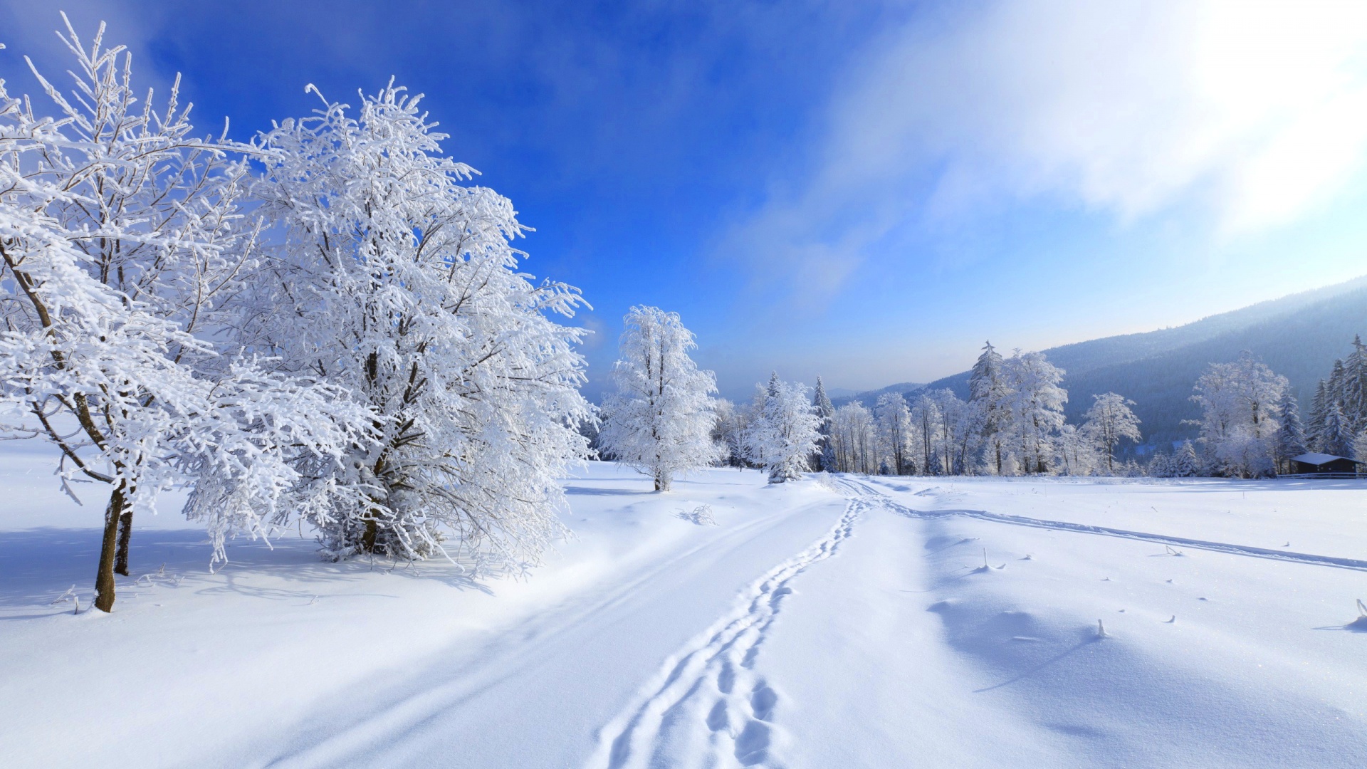 1500392 завантажити картинку зима, земля, слід, сніг, дерево - шпалери і заставки безкоштовно
