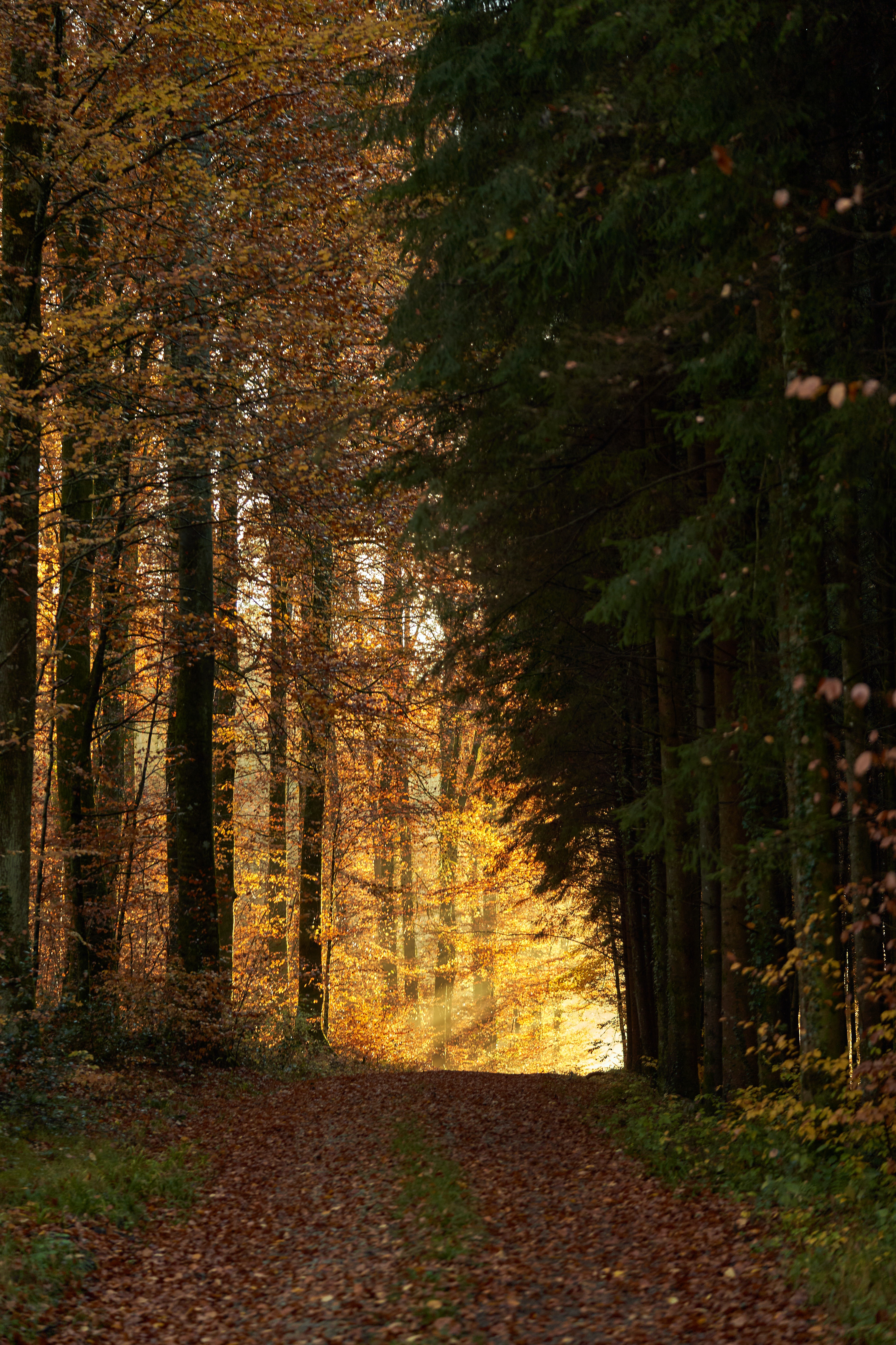 beams, nature, trees, shine, light, rays, forest, path HD wallpaper