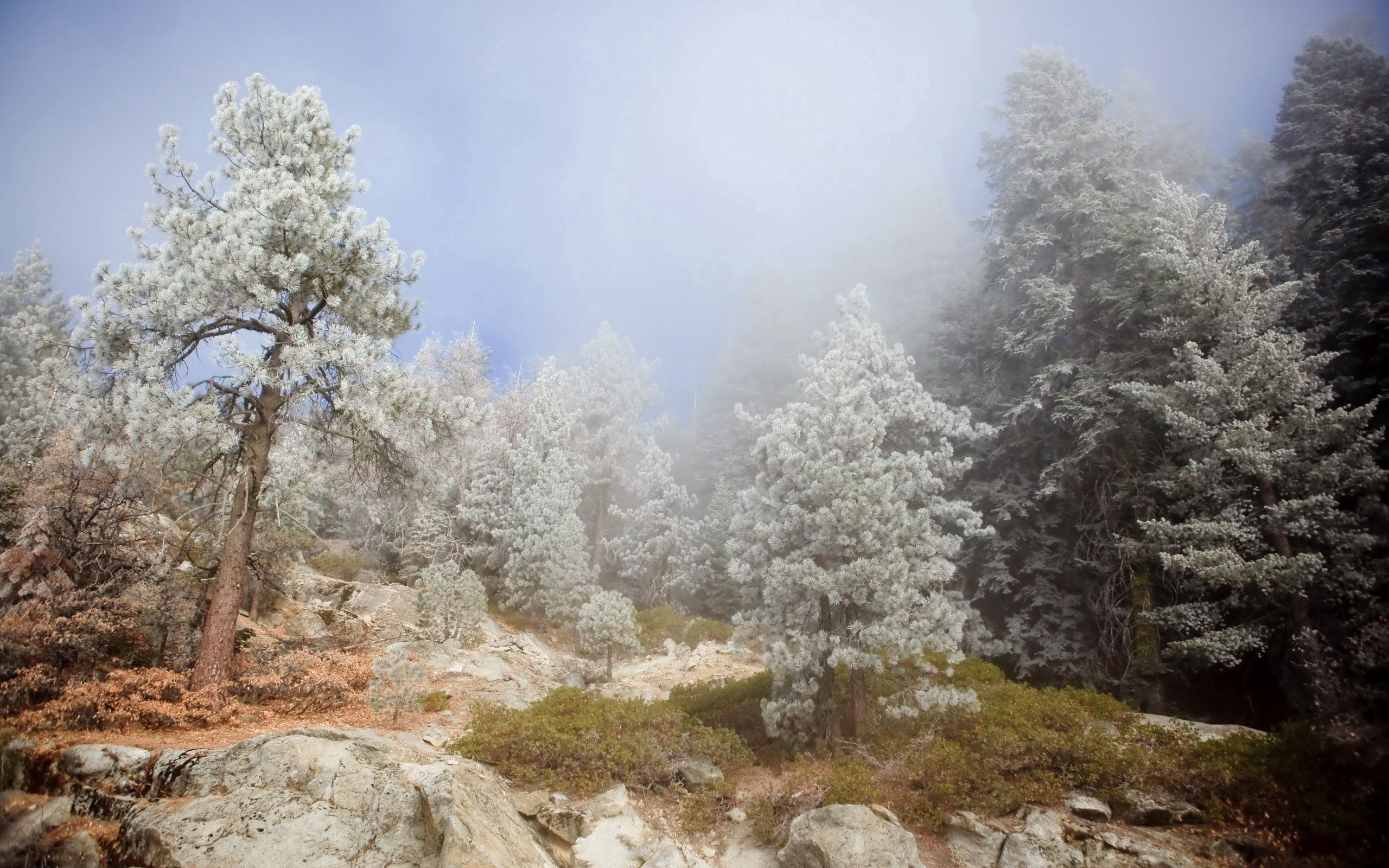 precipice, nature, trees, stones, conifers, coniferous, fog, break, haze Free Stock Photo