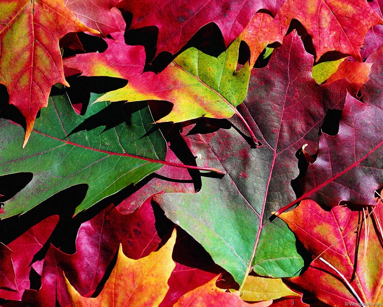 無料モバイル壁紙秋, 葉, 植物, 背景をダウンロードします。