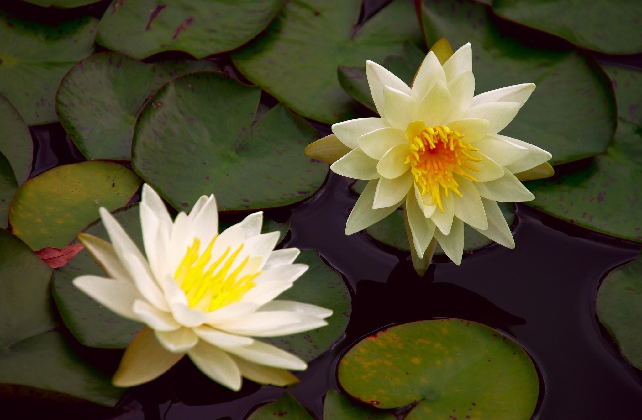 Laden Sie das Blätter, Paar, Teich, Seerose, Blumen, Wasser-Bild kostenlos auf Ihren PC-Desktop herunter