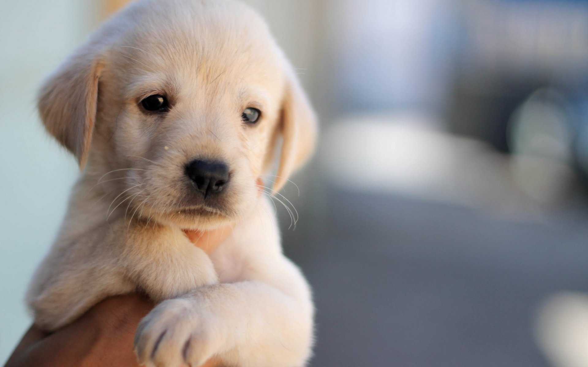 puppy, close up, labrador, dog, dogs, animal, labrador retriever, cute