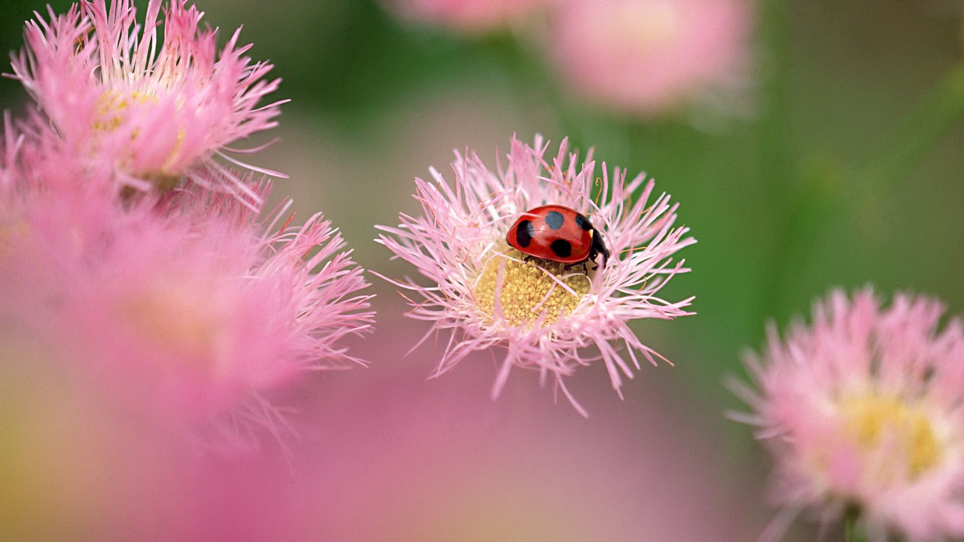 insect, flowers, macro, field, ladybug, ladybird 32K