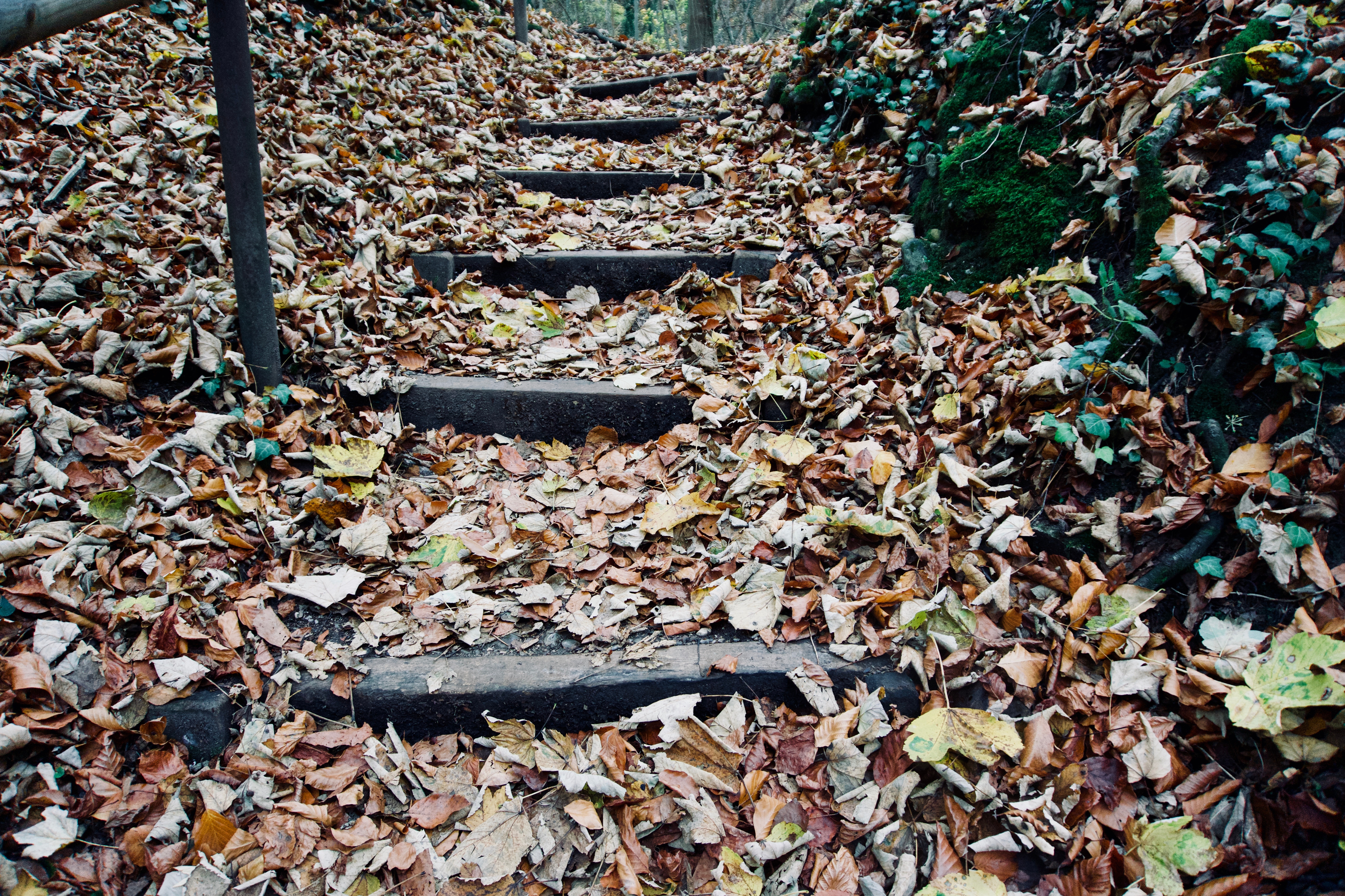 Download mobile wallpaper Ladder, Foliage, Nature, Stairs, Autumn for free.
