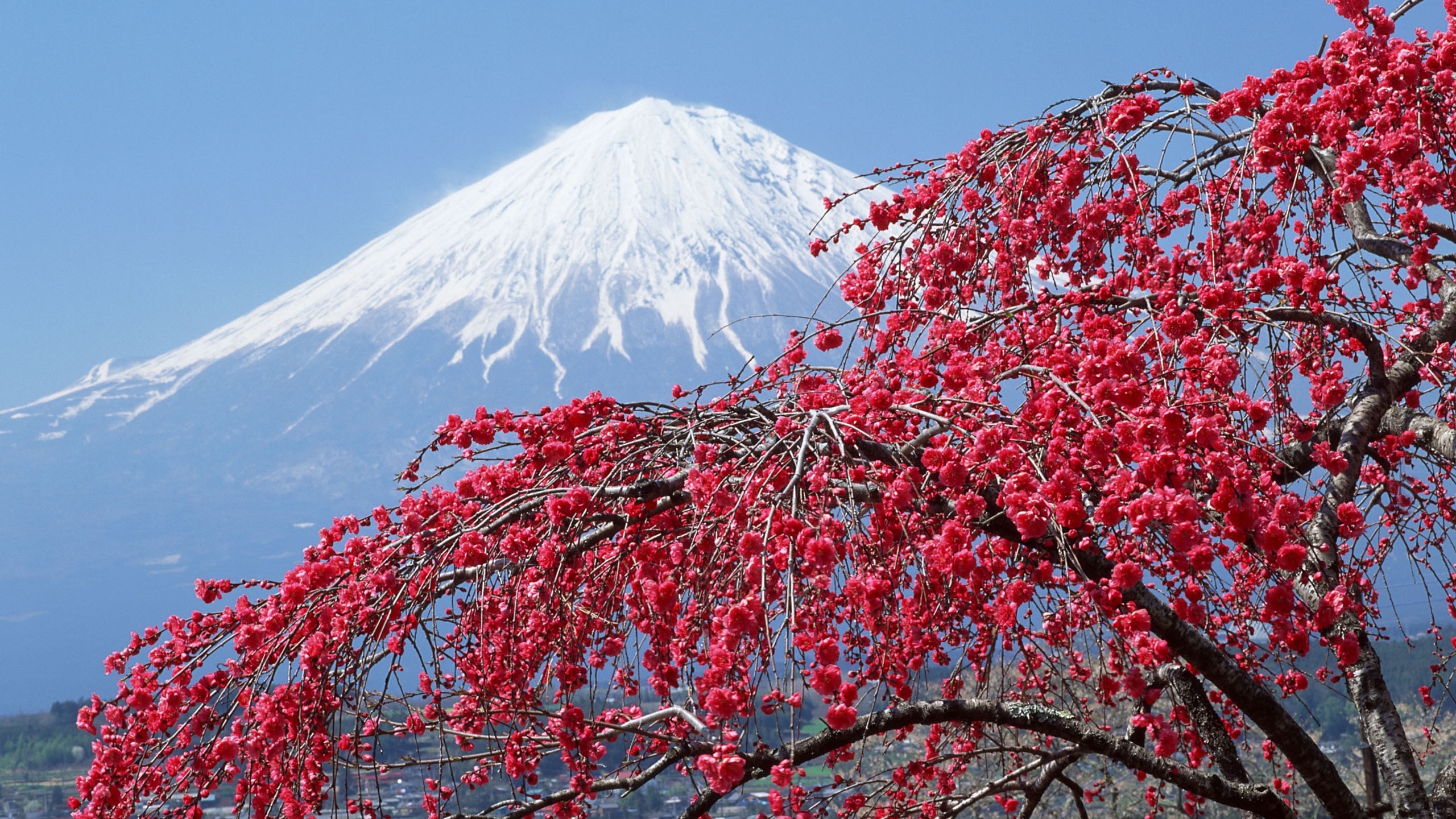無料モバイル壁紙富士山, 日本, 火山, 花, 地球をダウンロードします。