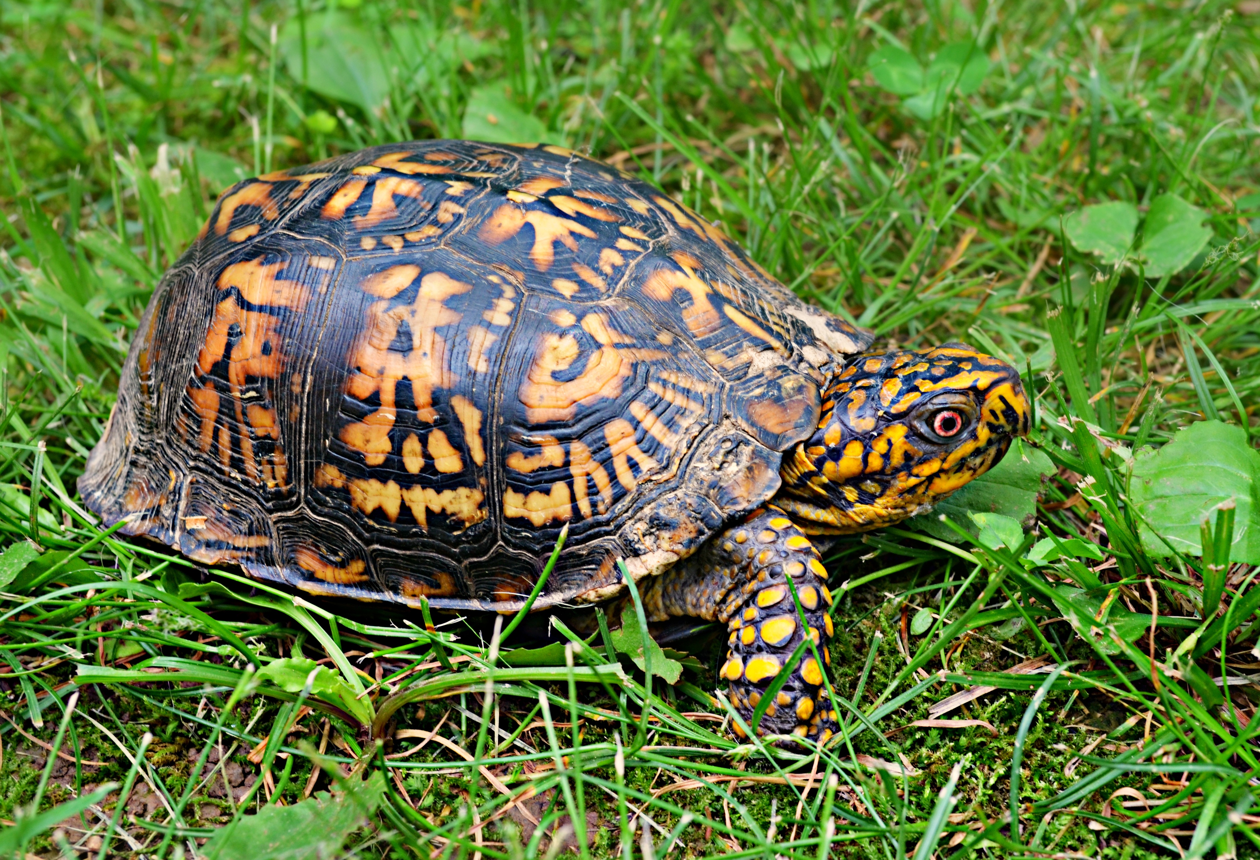 Download mobile wallpaper Grass, Carapace, Animals, Shell, Turtle for free.