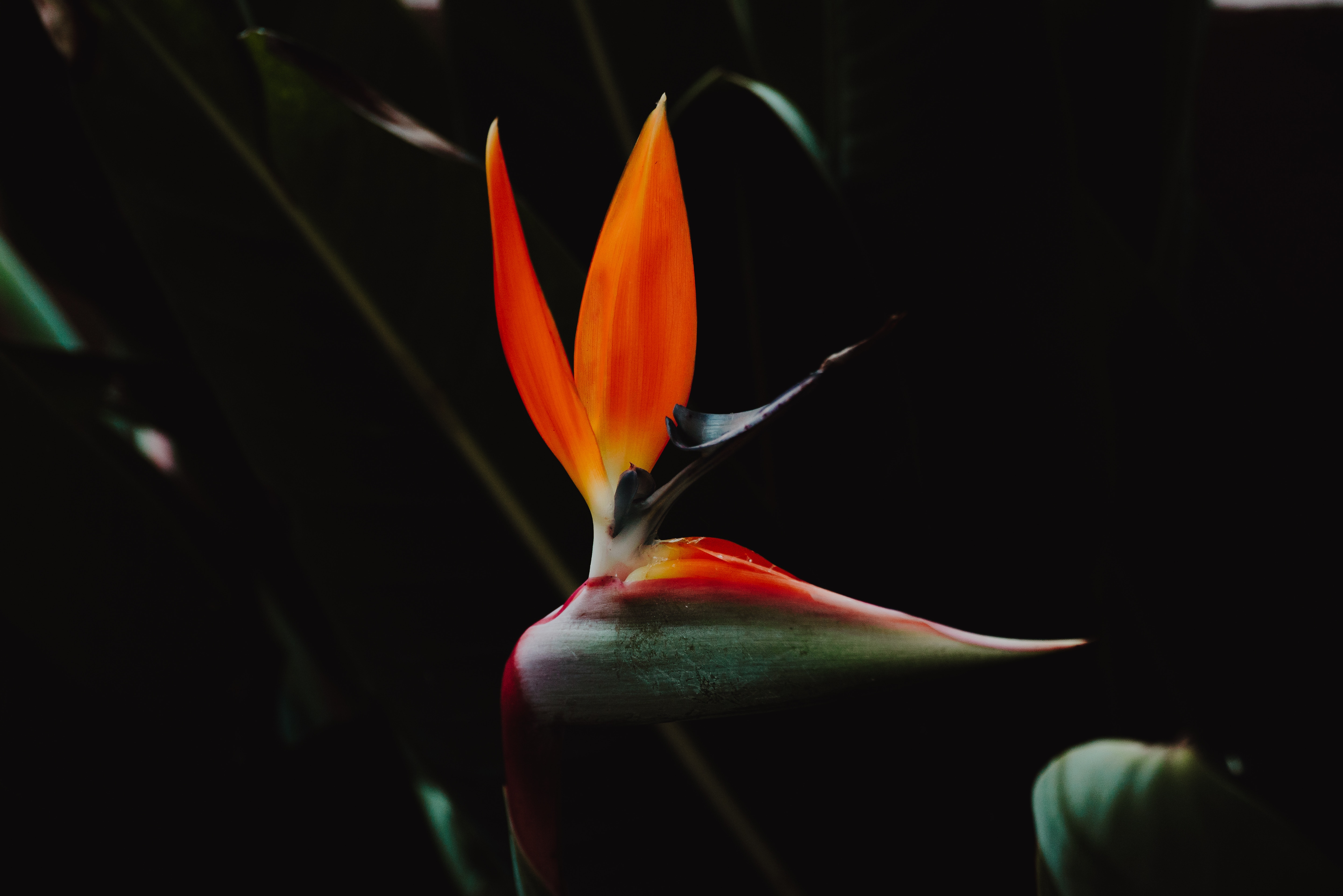 Laden Sie das Strelitcia, Paradiesvogel, Vogel Des Paradieses, Blume, Strelitzien, Blütenblätter, Dunkel-Bild kostenlos auf Ihren PC-Desktop herunter