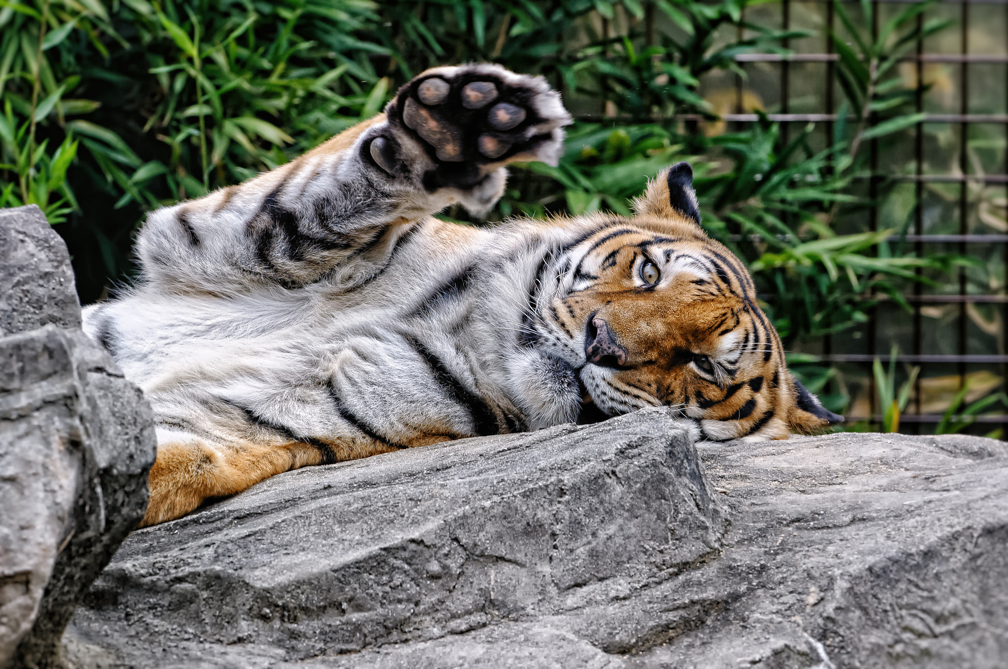 Download mobile wallpaper Muzzle, Predator, Amur Tiger, Paw, Animals for free.