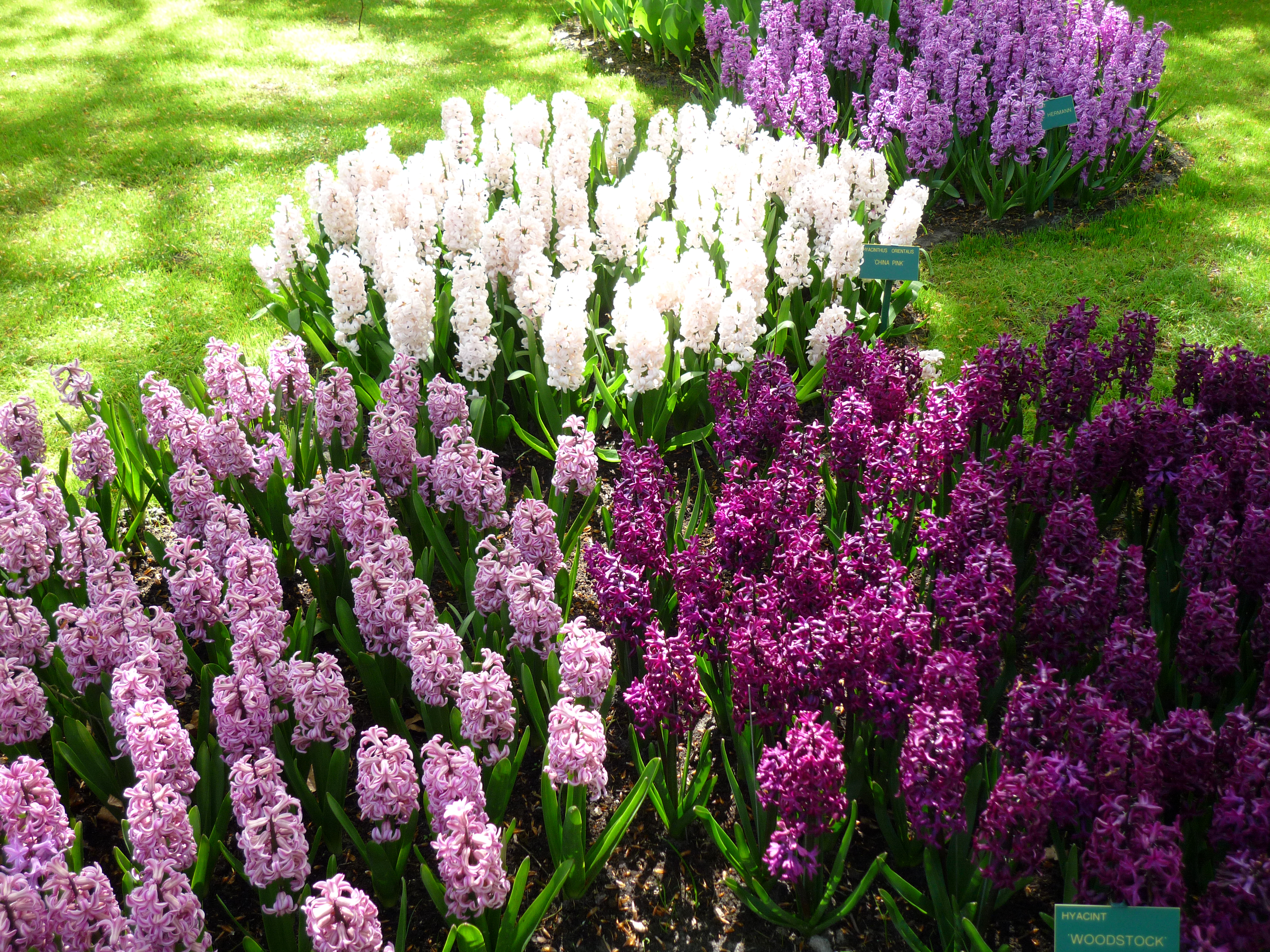 flower, hyacinth, earth, close up, park, purple flower, spring, white flower, flowers