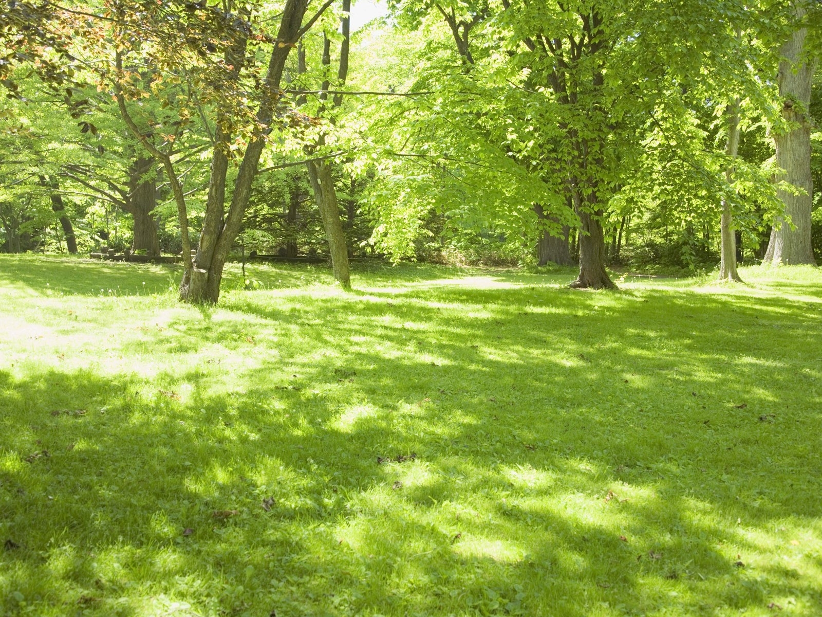 Handy-Wallpaper Bäume, Landschaft, Grass, Natur, Sommer kostenlos herunterladen.