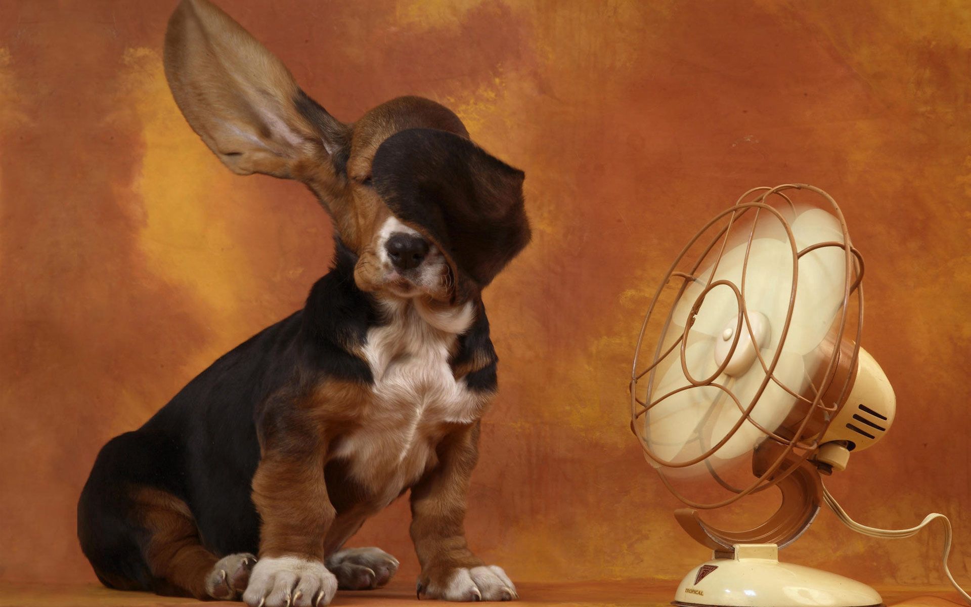 Handy-Wallpaper Wind, Ventilator, Fan, Tiere, Hund, Ohren, Hitze kostenlos herunterladen.