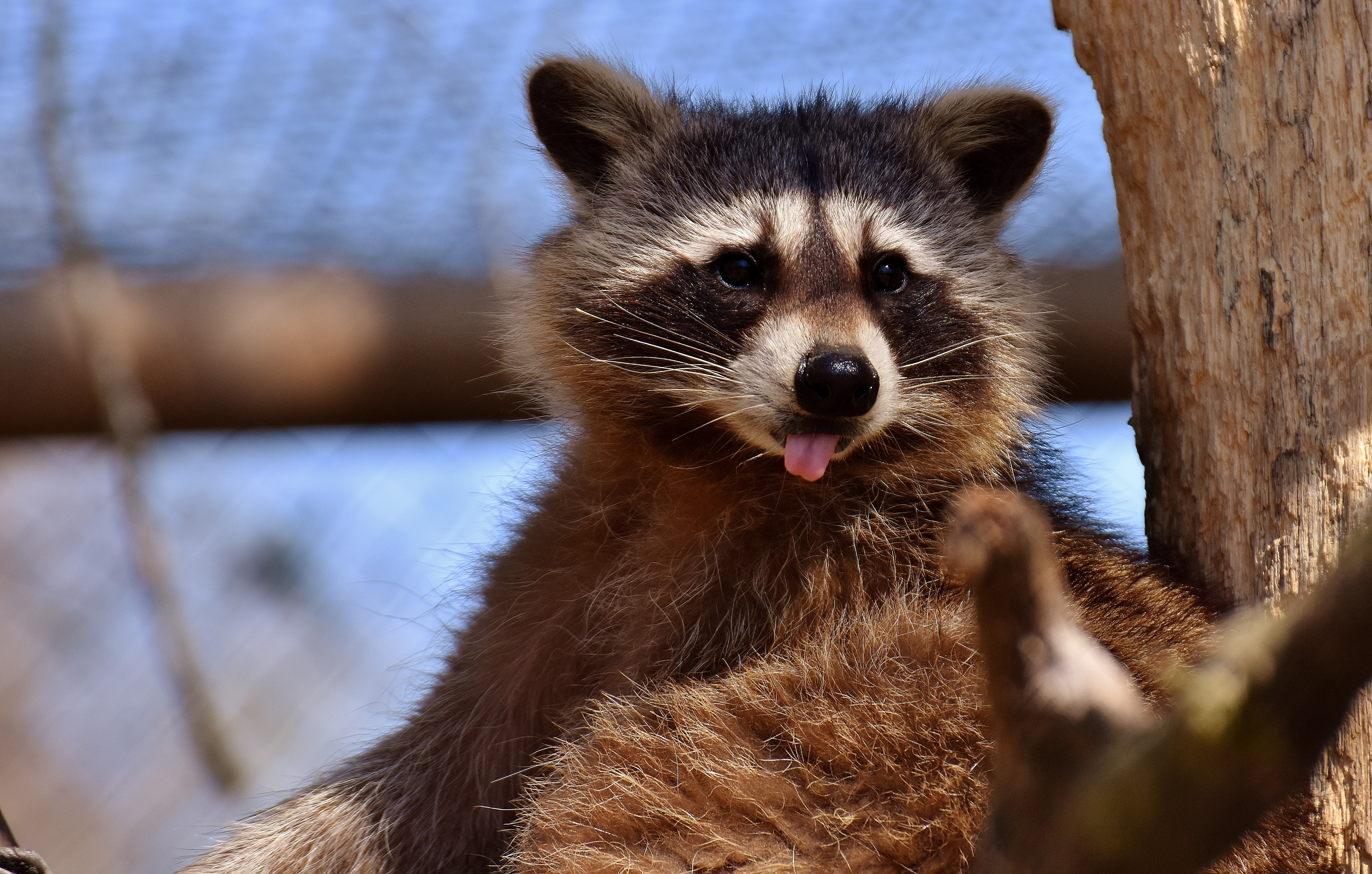 raccoon, animals, muzzle, protruding tongue, tongue stuck out wallpapers for tablet
