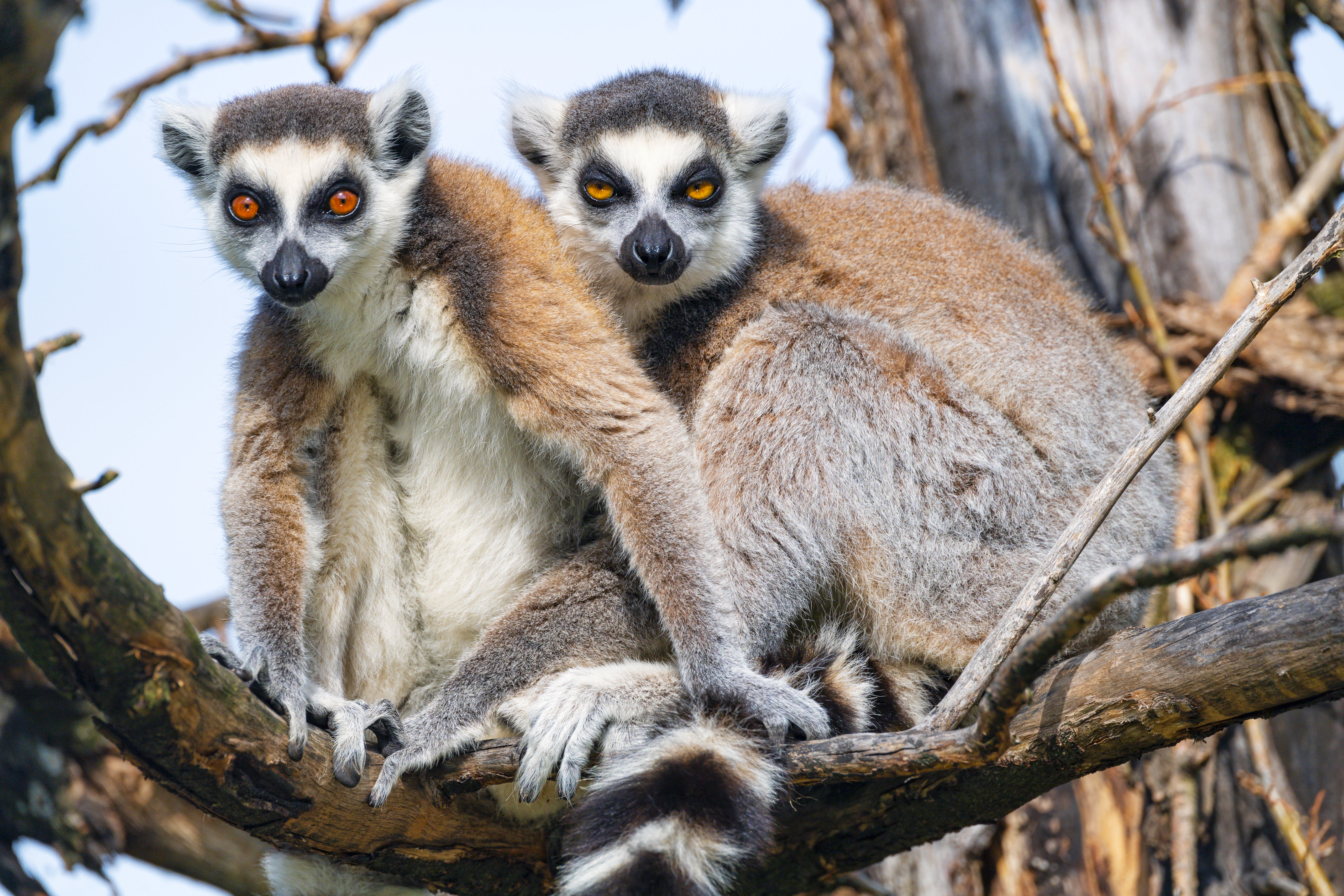 Download mobile wallpaper Sight, Opinion, Lemur, Animals, Branch, Animal, Funny for free.