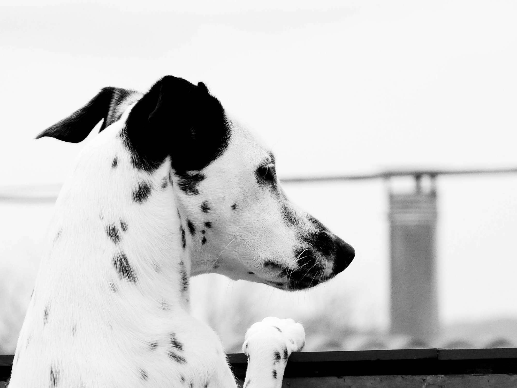 Download mobile wallpaper Spotty, Spotted, Ears, Dalmatian, Dog, Animals for free.