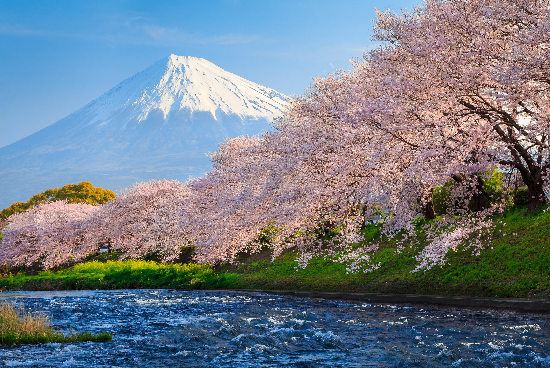 цветение кленов в японии