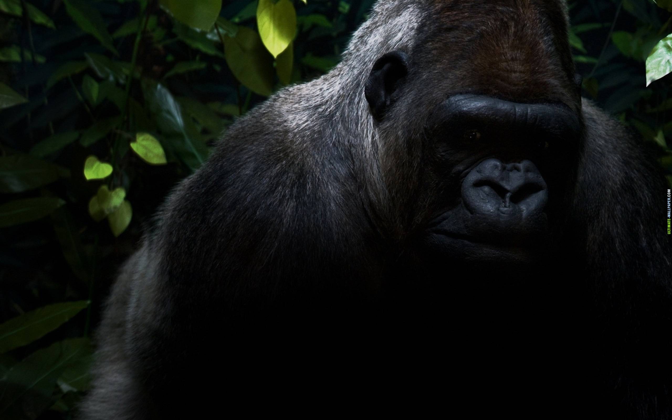 174616 descargar fondo de pantalla animales, gorila, monos: protectores de pantalla e imágenes gratis