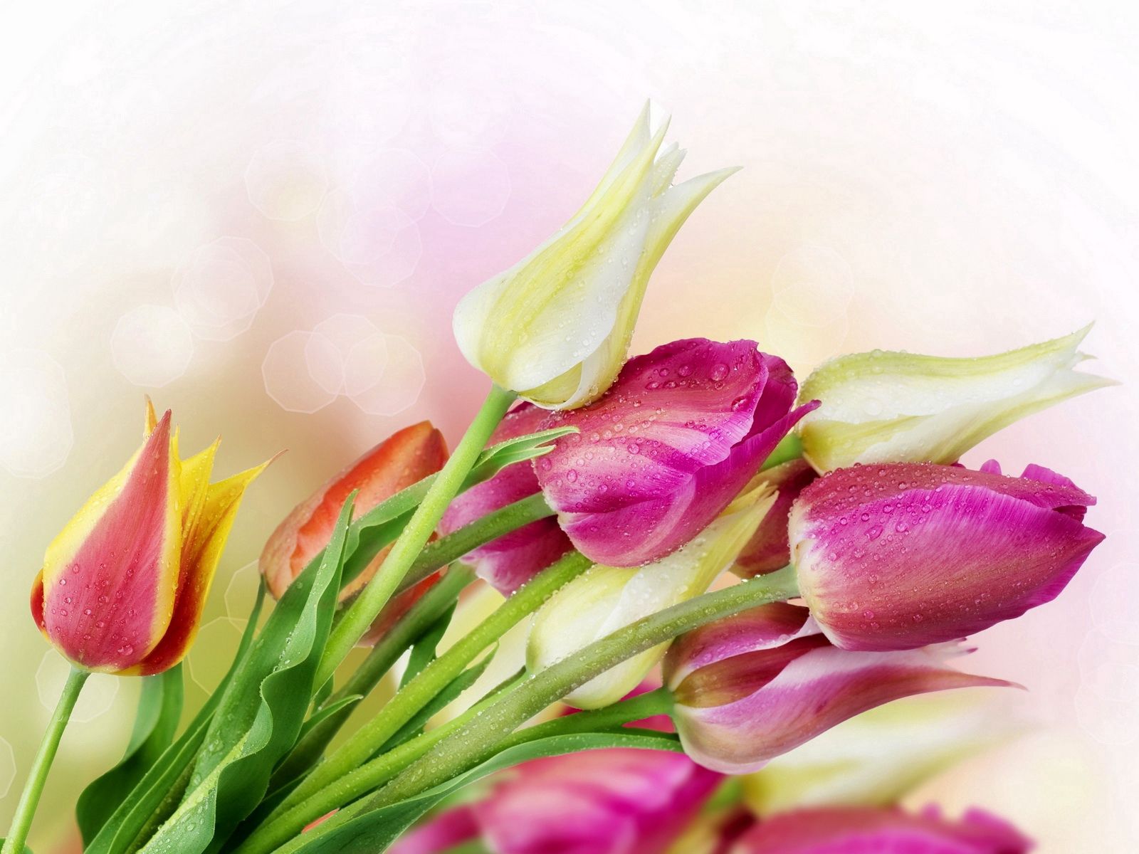 Download mobile wallpaper Freshness, Bouquet, Flowers, Glare, Drops, Tulips for free.