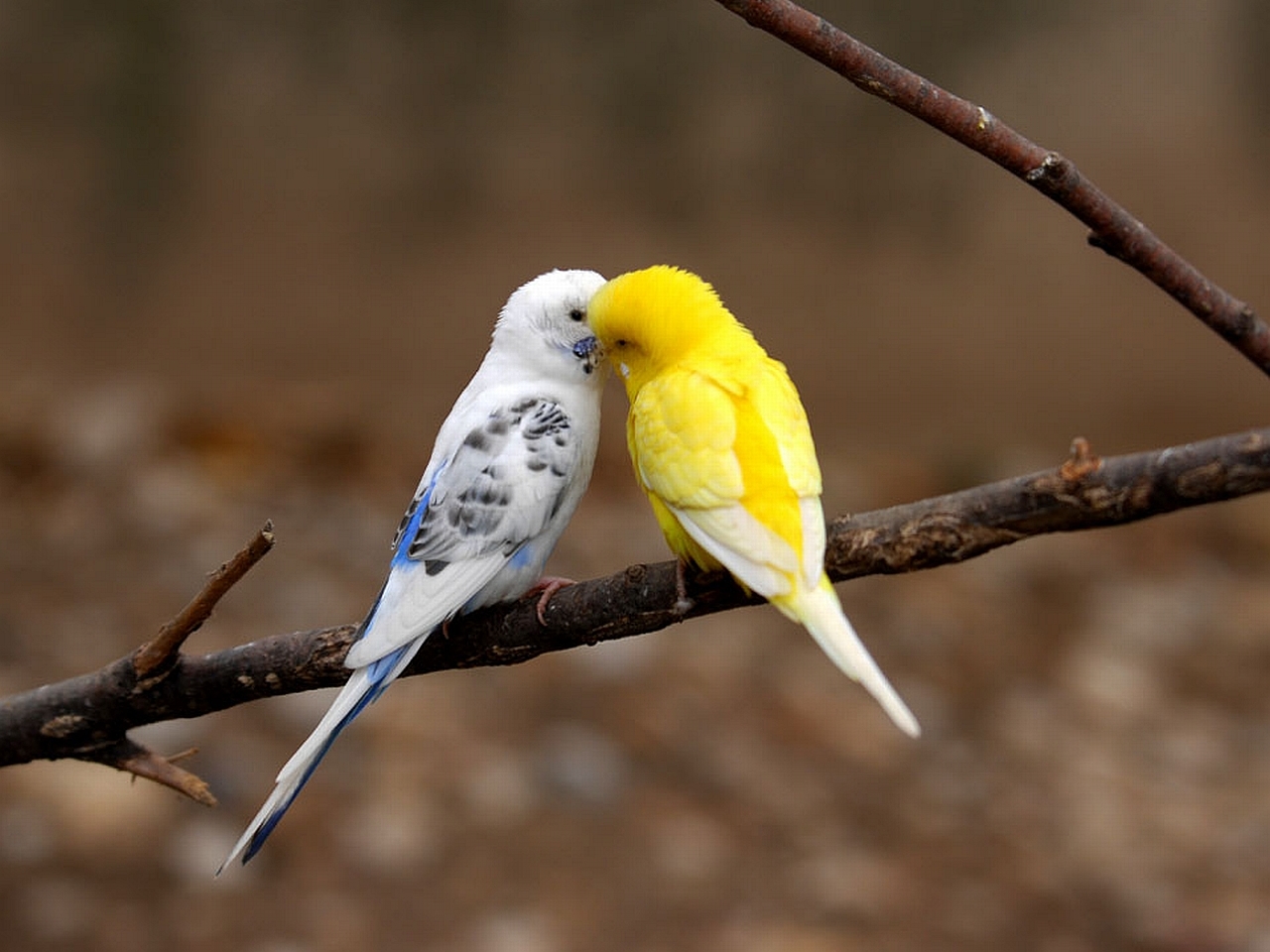 картинки влюбленных пар птиц