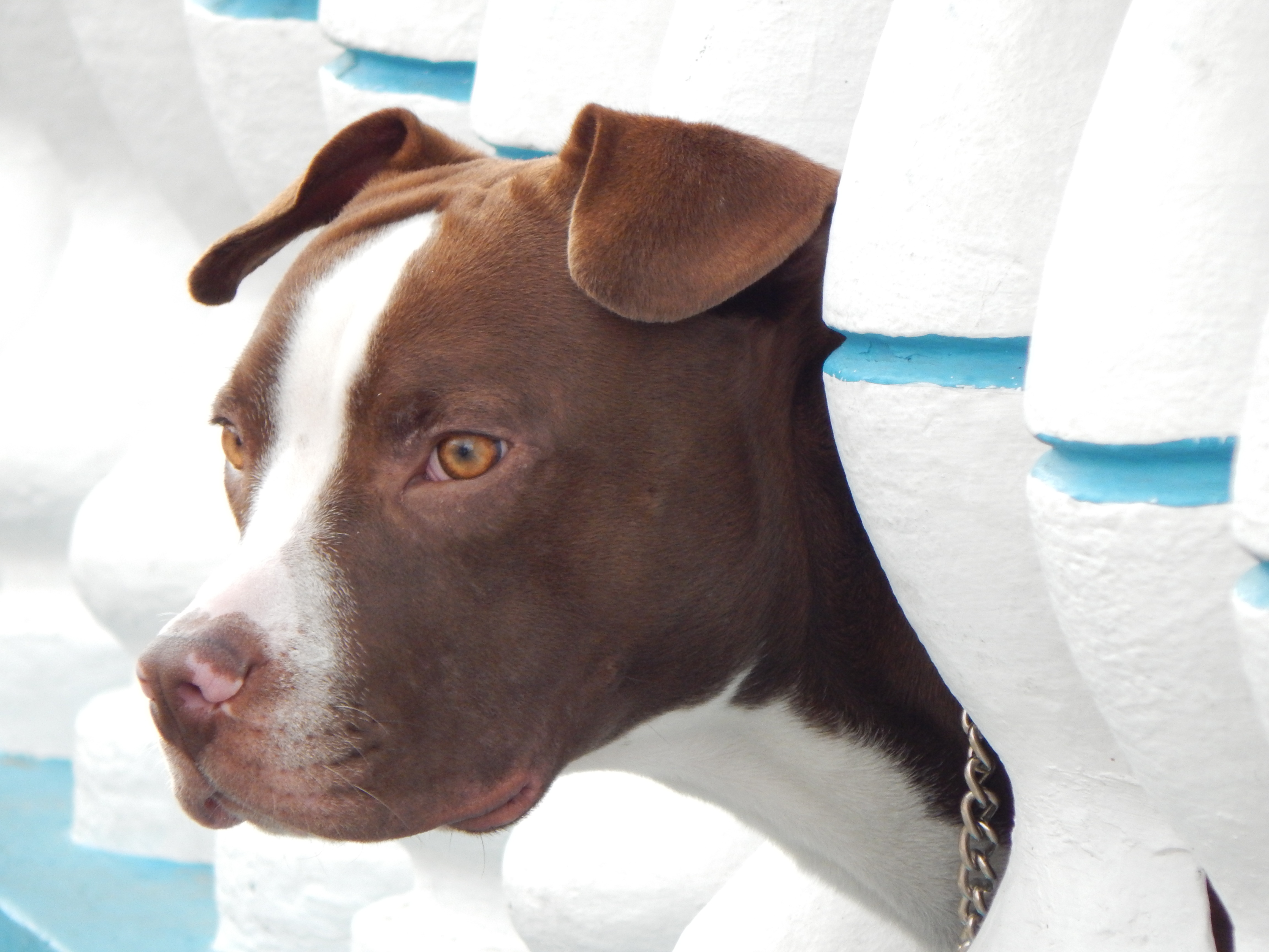 Handy-Wallpaper Hund, Schnauze, Herausschauen, Achtung, Tiere kostenlos herunterladen.