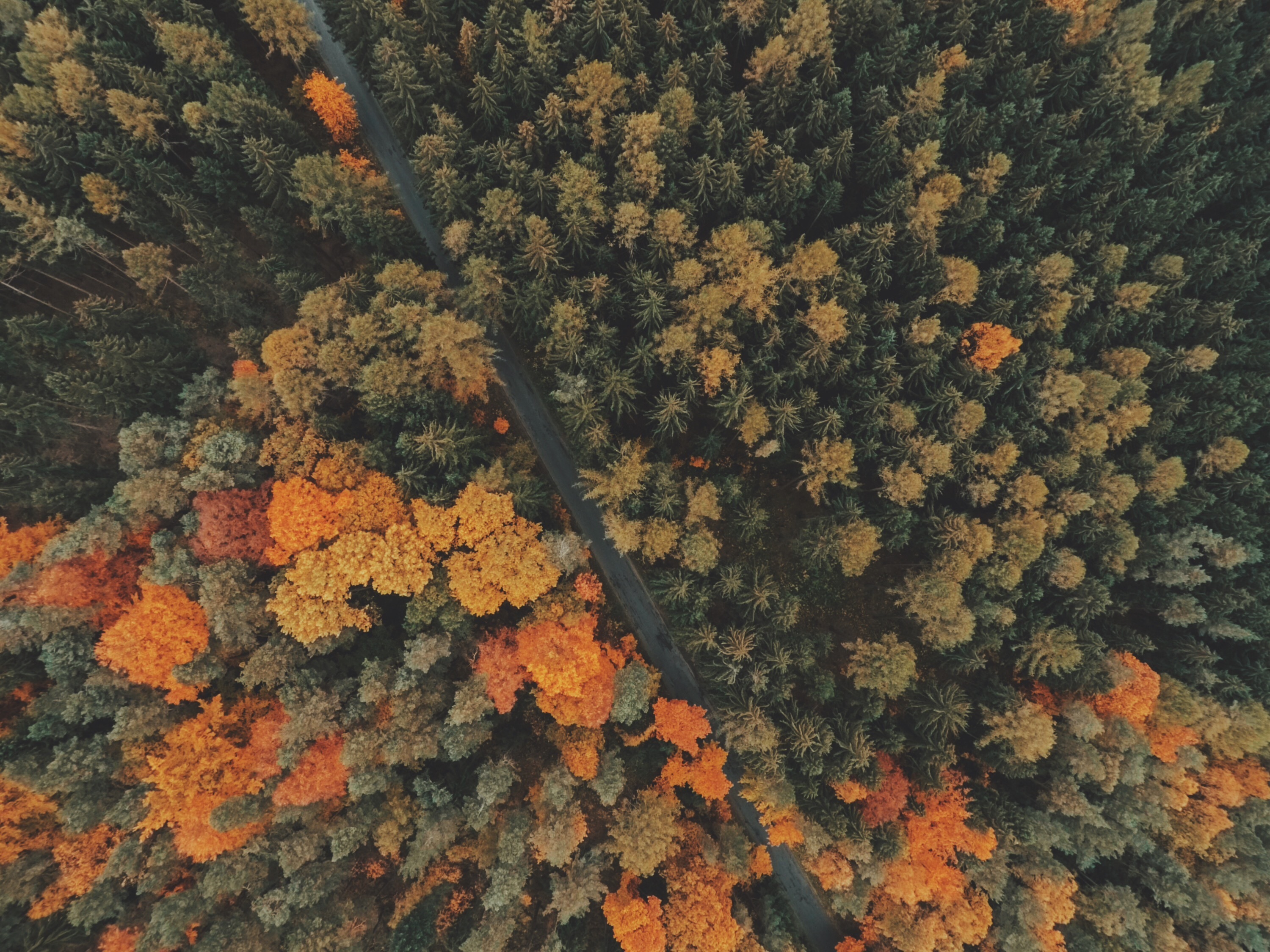 Laden Sie das Bäume, Blick Von Oben, Wald, Natur-Bild kostenlos auf Ihren PC-Desktop herunter