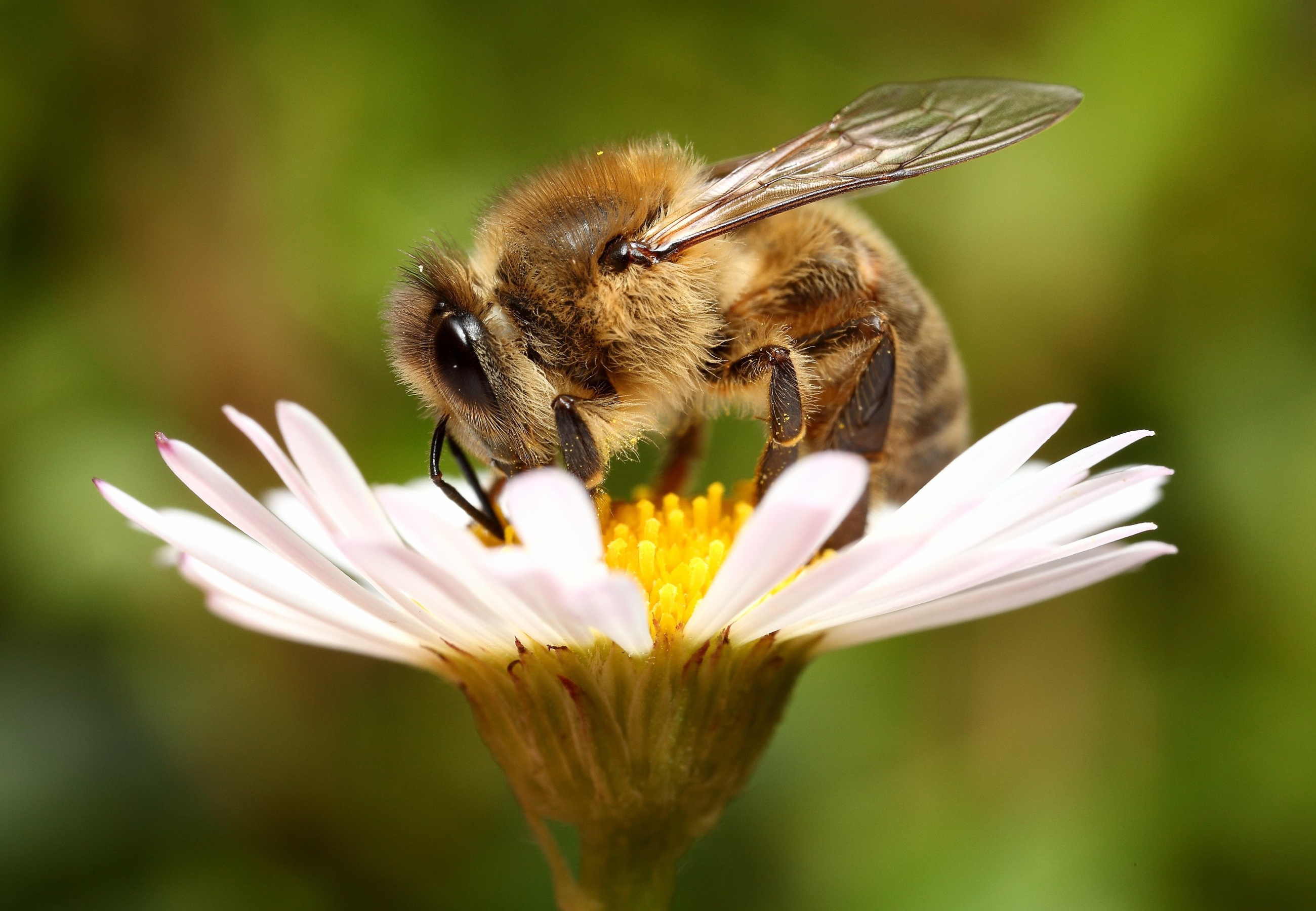 Laden Sie das Blume, Makro, Biene, Hintergrund-Bild kostenlos auf Ihren PC-Desktop herunter