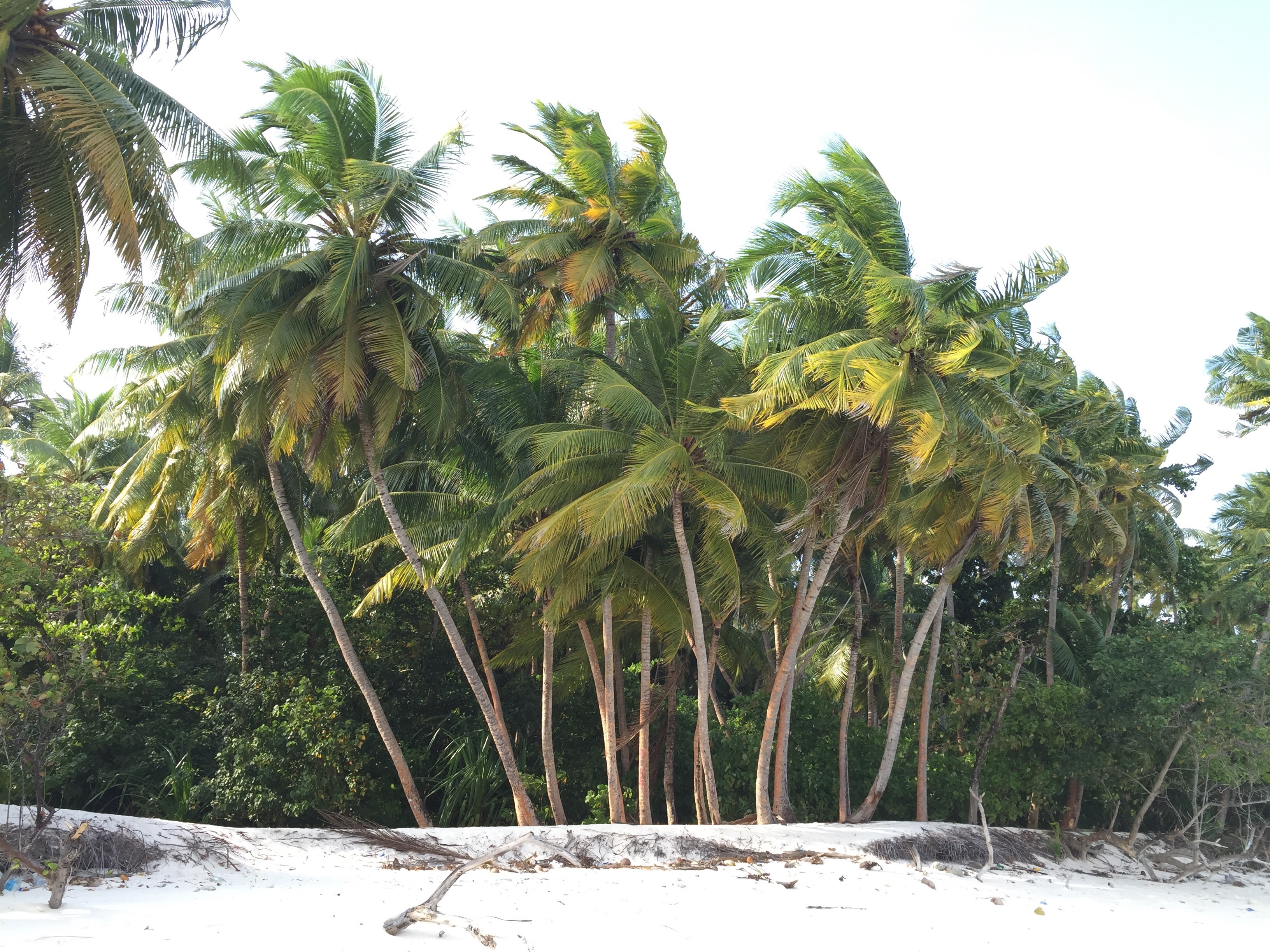 Download mobile wallpaper Trees, Nature, Palms, Sand, Beach for free.