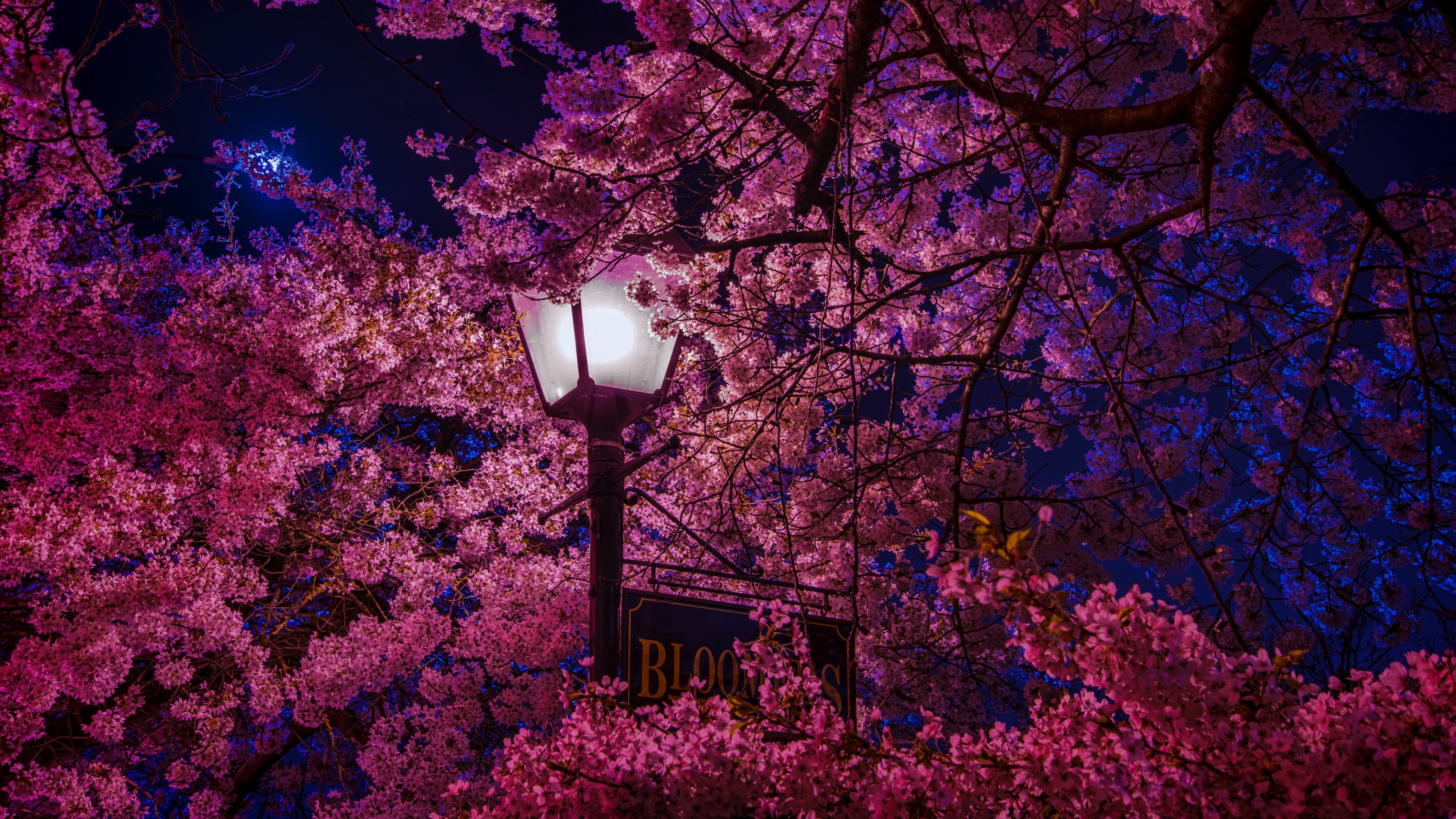 939196 descargar fondo de pantalla fotografía, noche, florecer, alumbrado público, flor rosa, sakura: protectores de pantalla e imágenes gratis