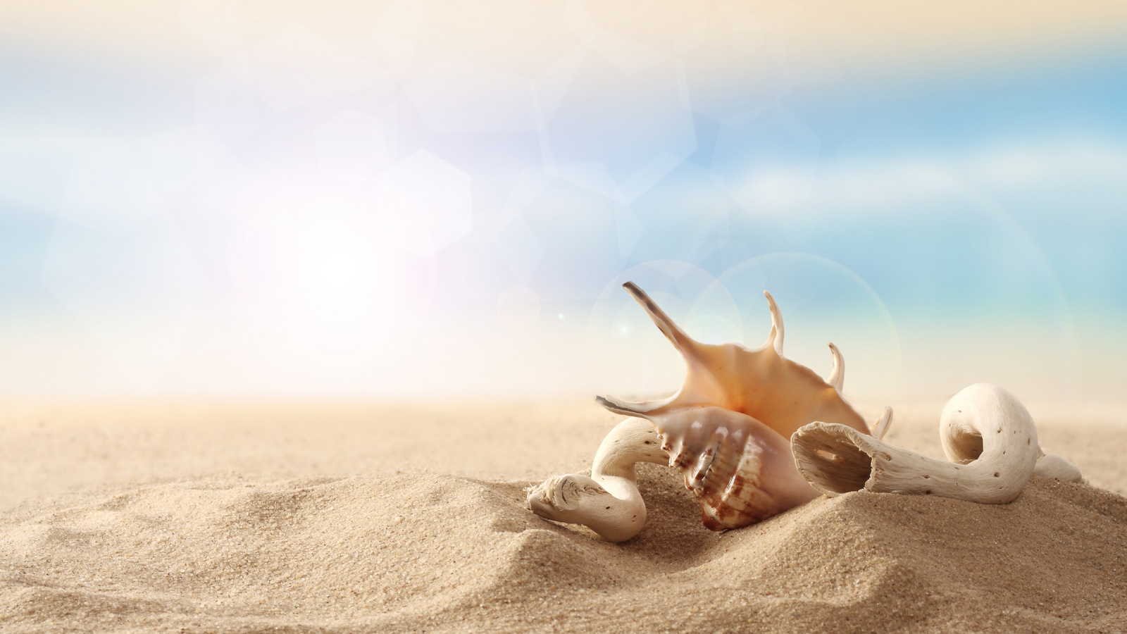 Laden Sie das Sand, Still Leben, Hintergrund, Shells-Bild kostenlos auf Ihren PC-Desktop herunter
