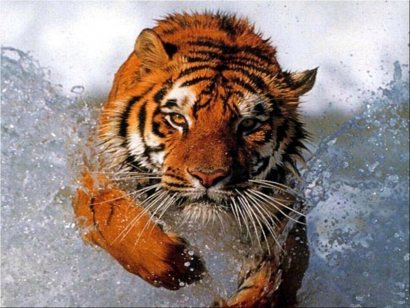 43132 Bildschirmschoner und Hintergrundbilder Tigers auf Ihrem Telefon. Laden Sie  Bilder kostenlos herunter