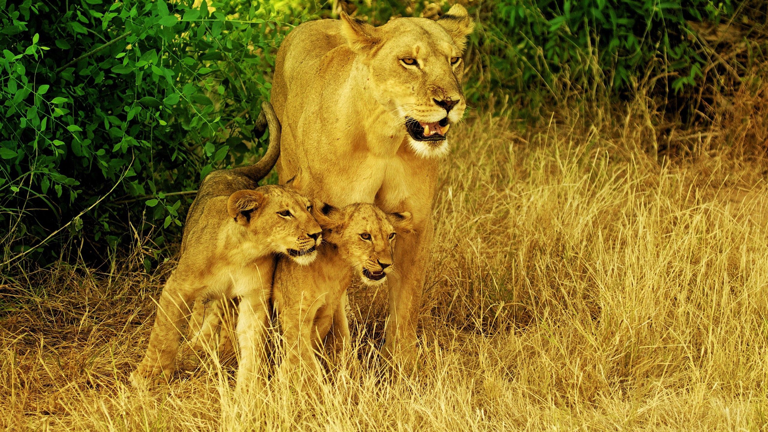 Download mobile wallpaper Grass, Stroll, Animals, Family, Lions for free.